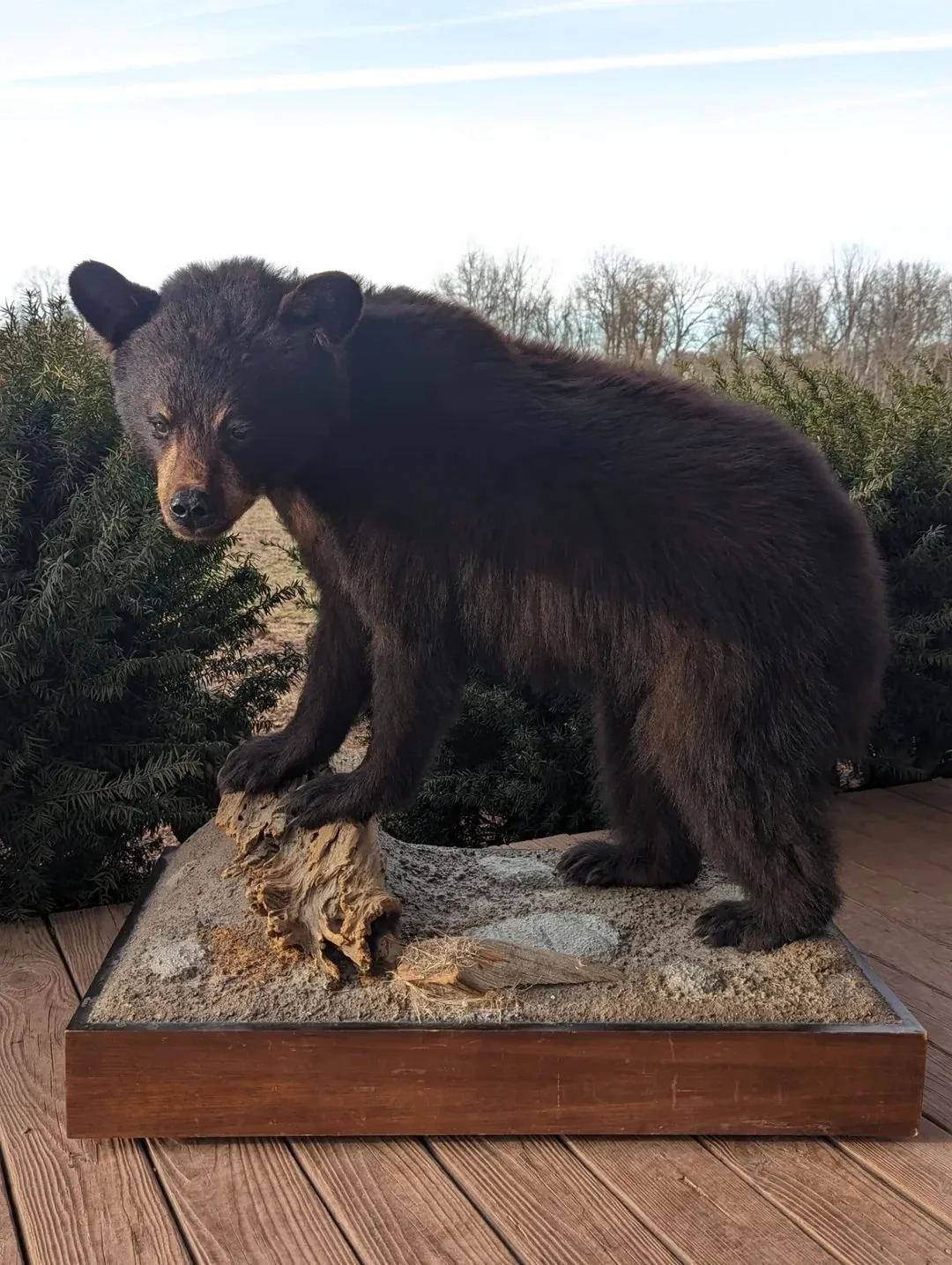 Lifesize Black Bear Taxidermy Mount