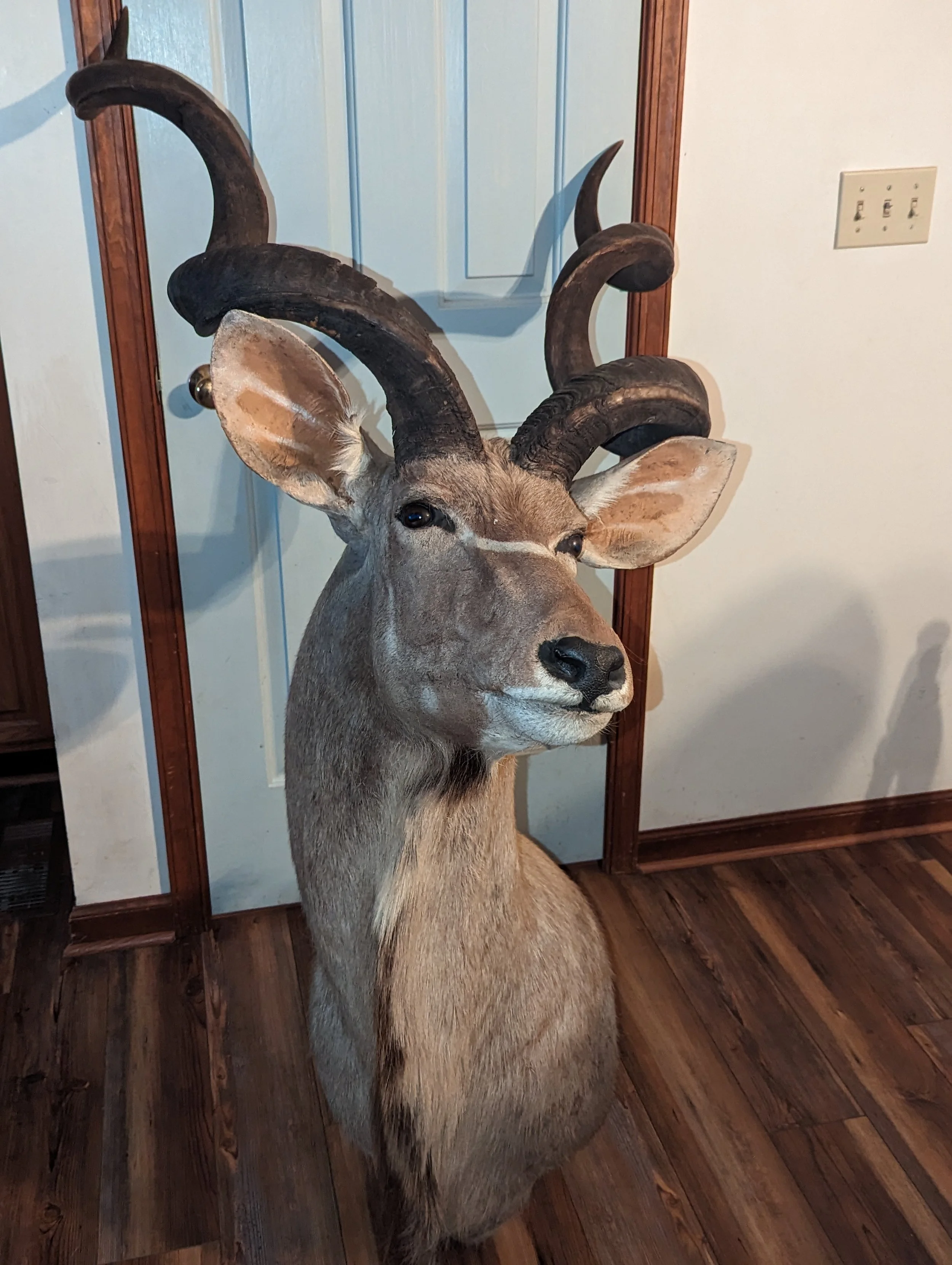 Beautiful 57 inch Kudu Shoulder Mount