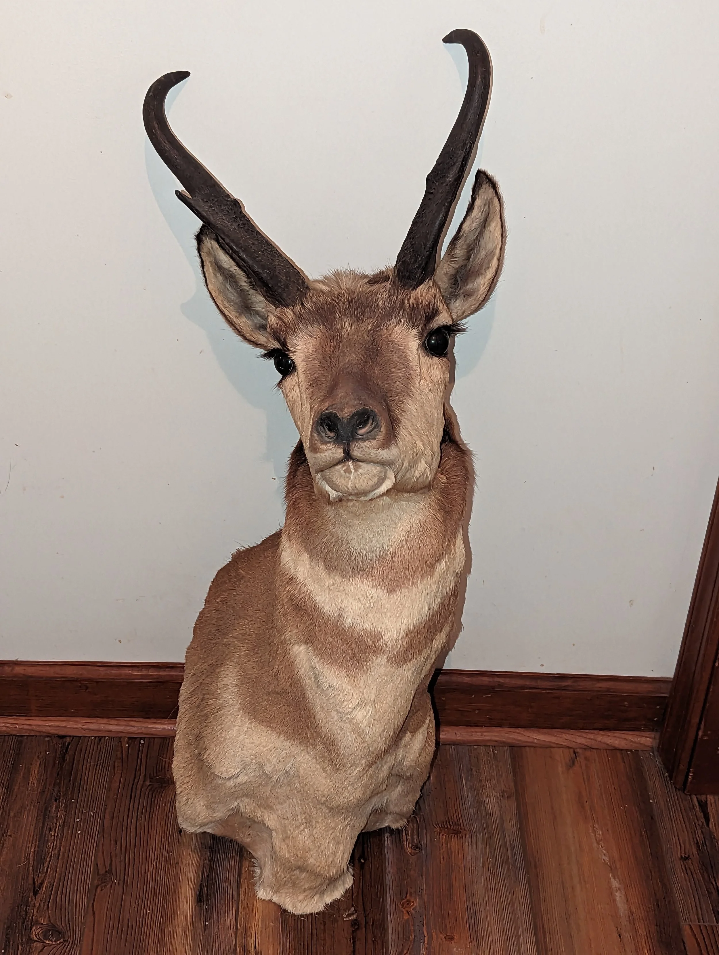 1978 Taxidermy Antelope Shoulder Mount
