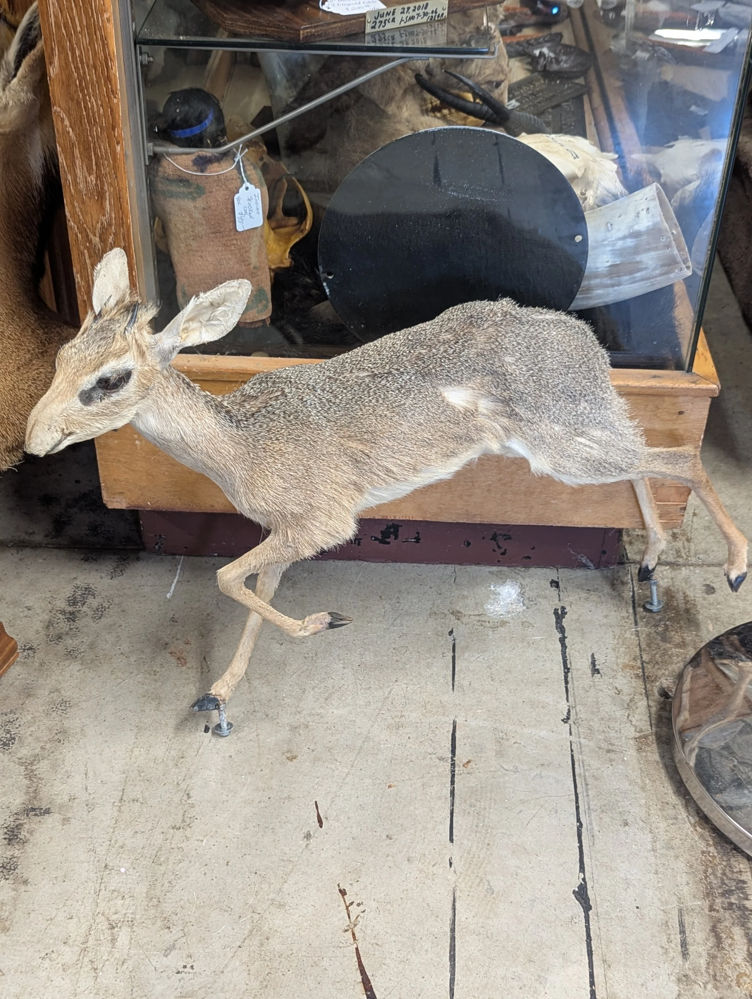 Taxidermy Lifesize Gunther's Dik Dik