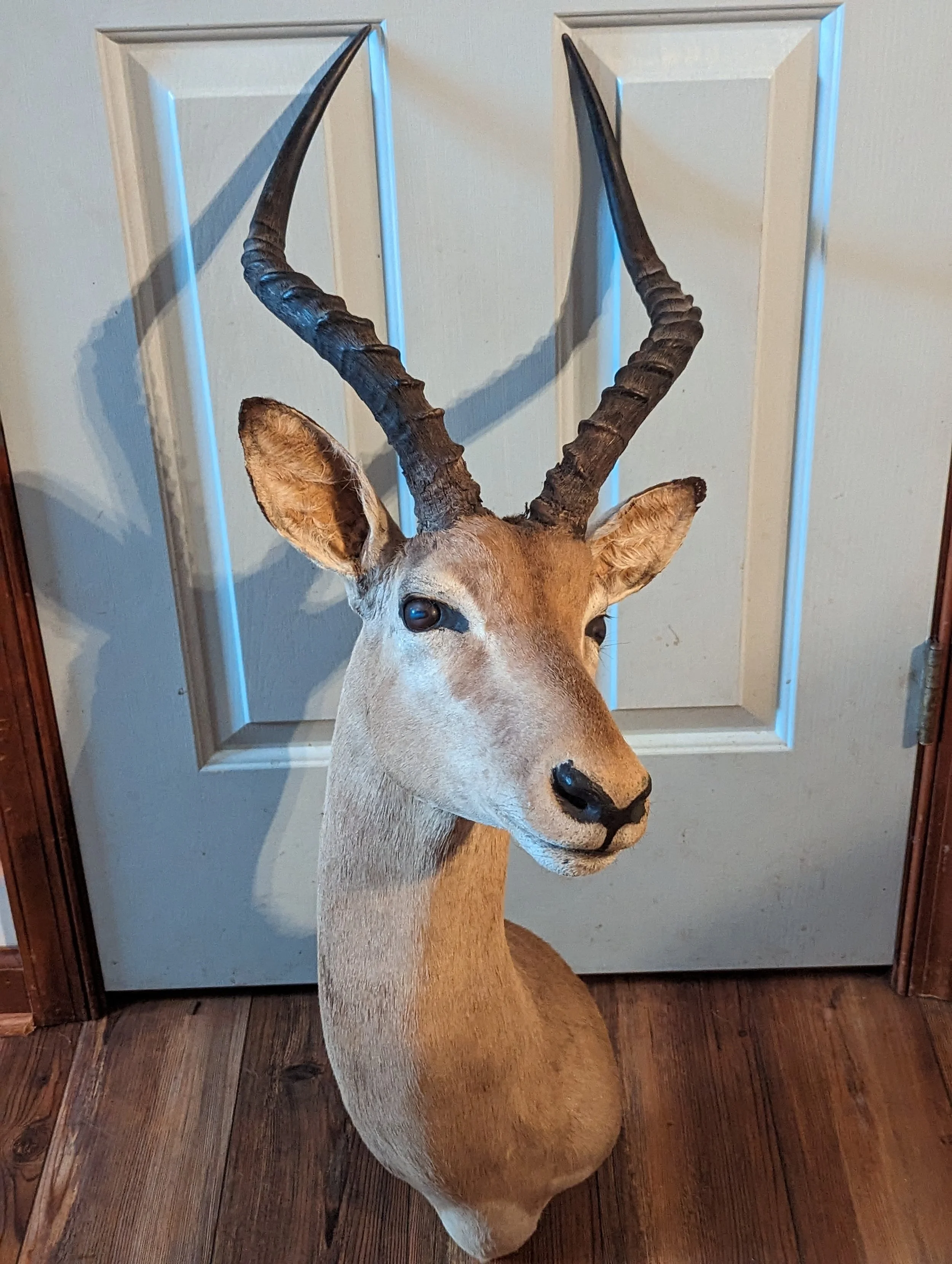 Vintage Taxidermy Impala Shoulder Mount