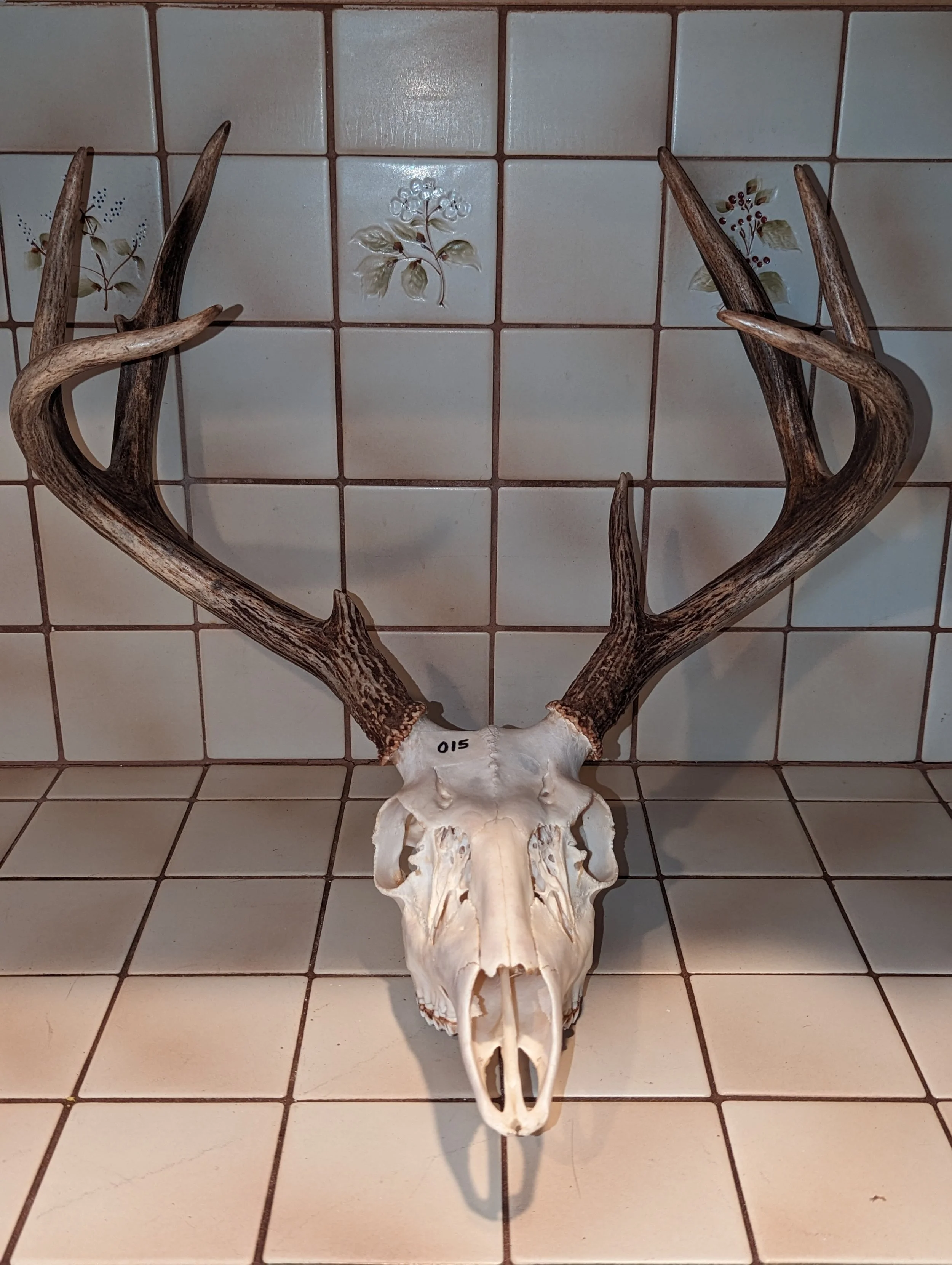 Whitetail Deer Skull 015