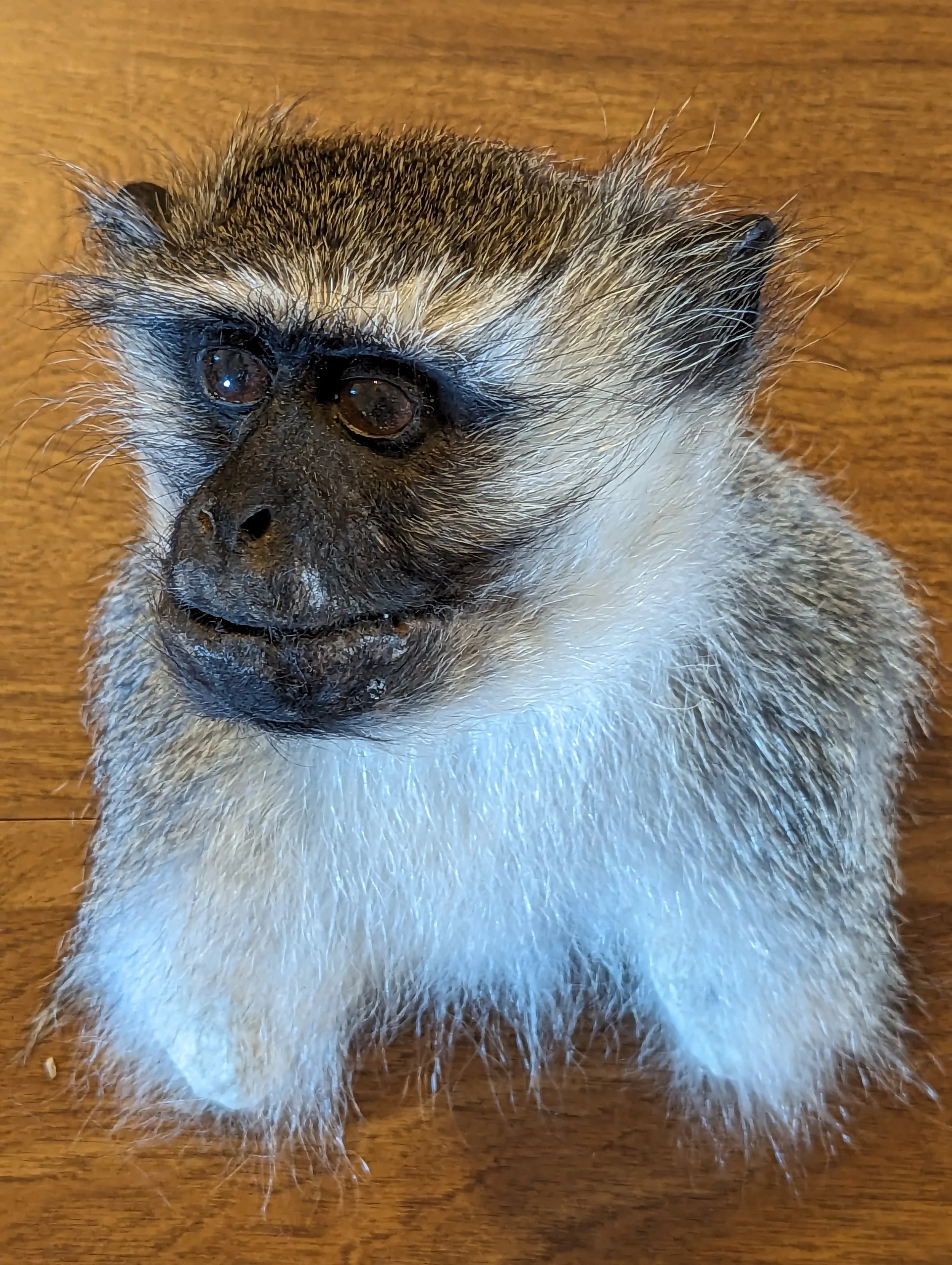 Taxidermy Vervet Monkey Shoulder Mount