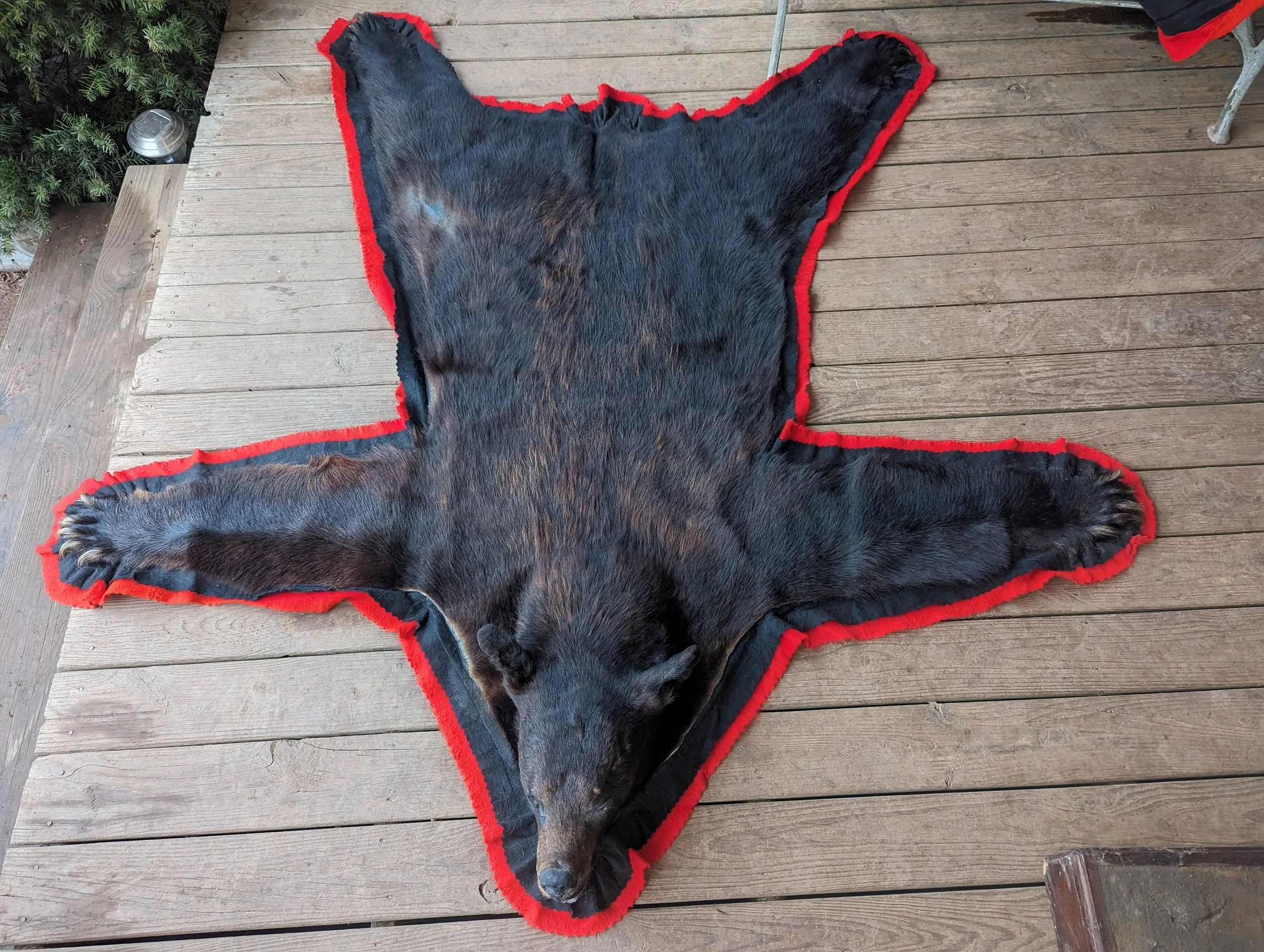 A1 Taxidermy Black Bear Rug with Red felt