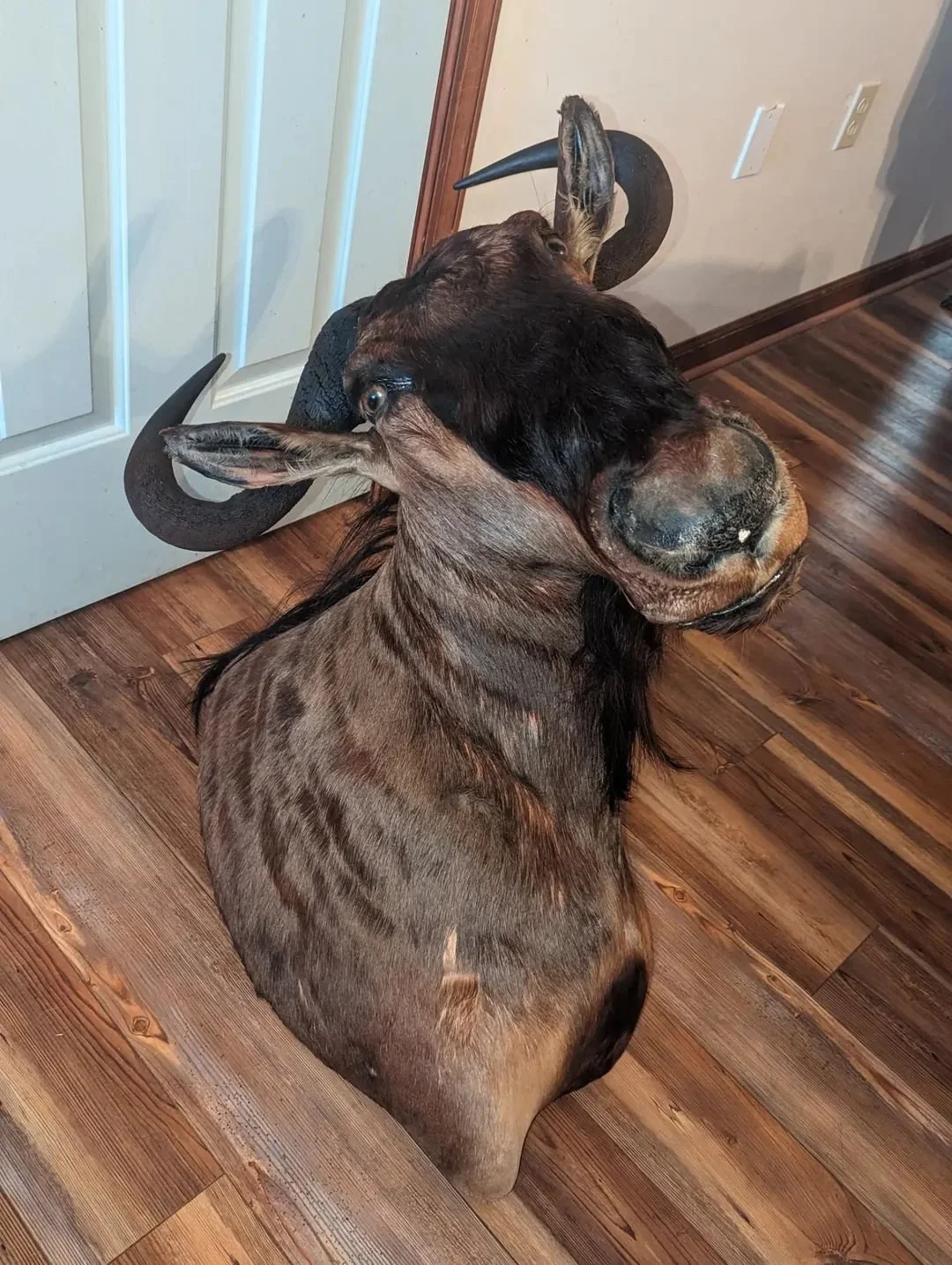 Blue Wildebeest Taxidermy Shoulder Mount