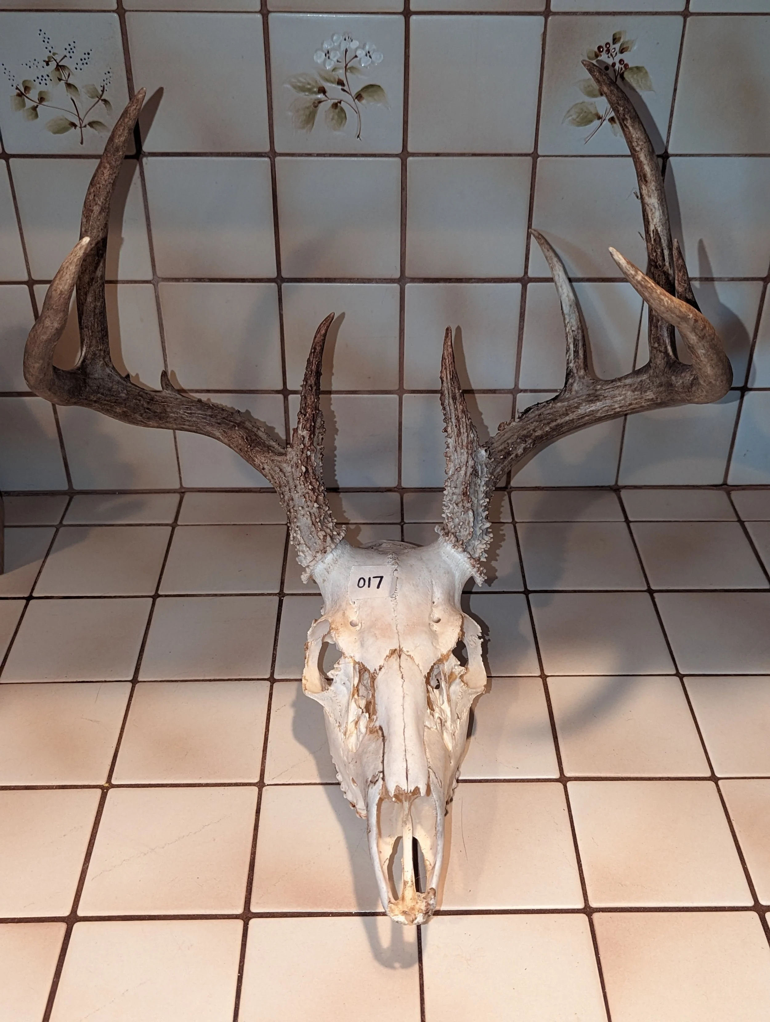Whitetail Deer Skull 017