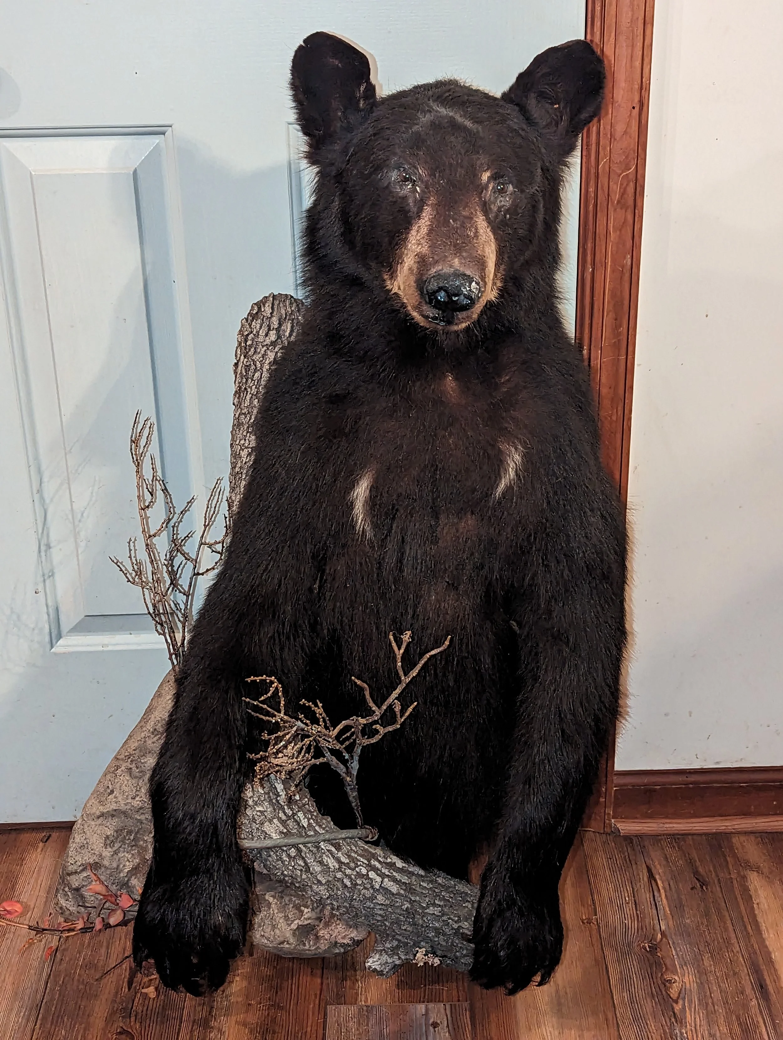 Half Mount Black Bear Taxidermy