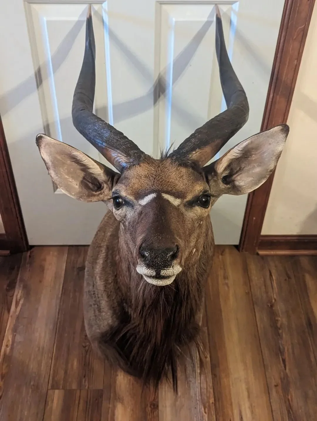 Beautiful Nyala Taxidermy Shoulder Mount
