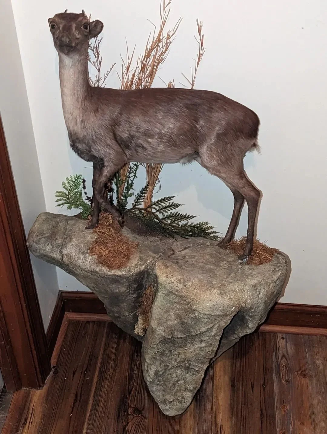 Rare Blue Duiker lifesize Taxidermy wall mount