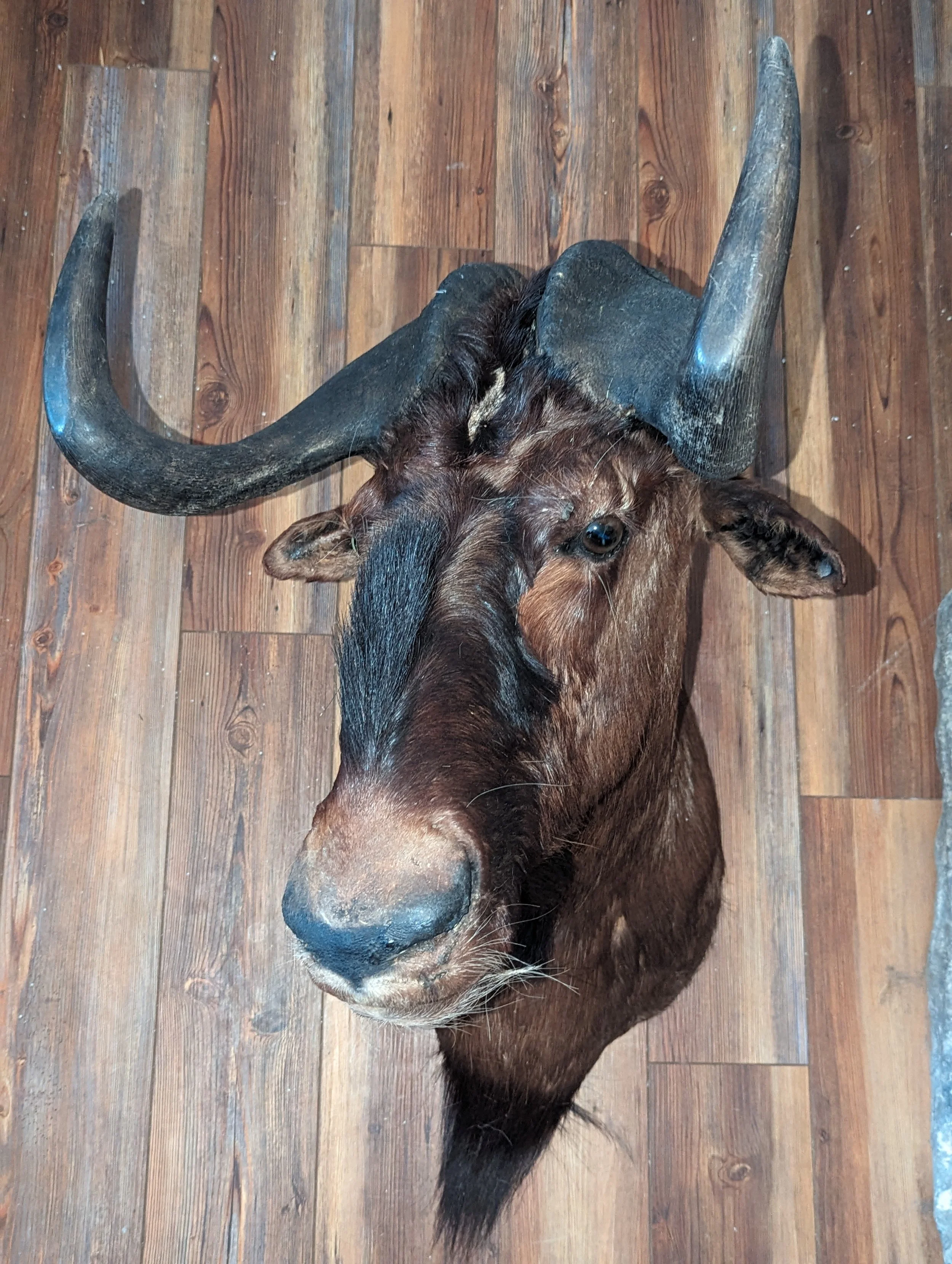Pre owned Black Wildebeest Shoulder Mount