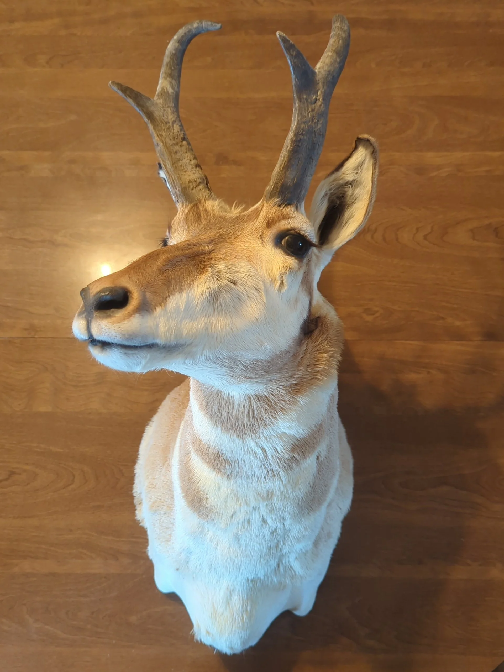 Taxidermy Antelope Shoulder Mount