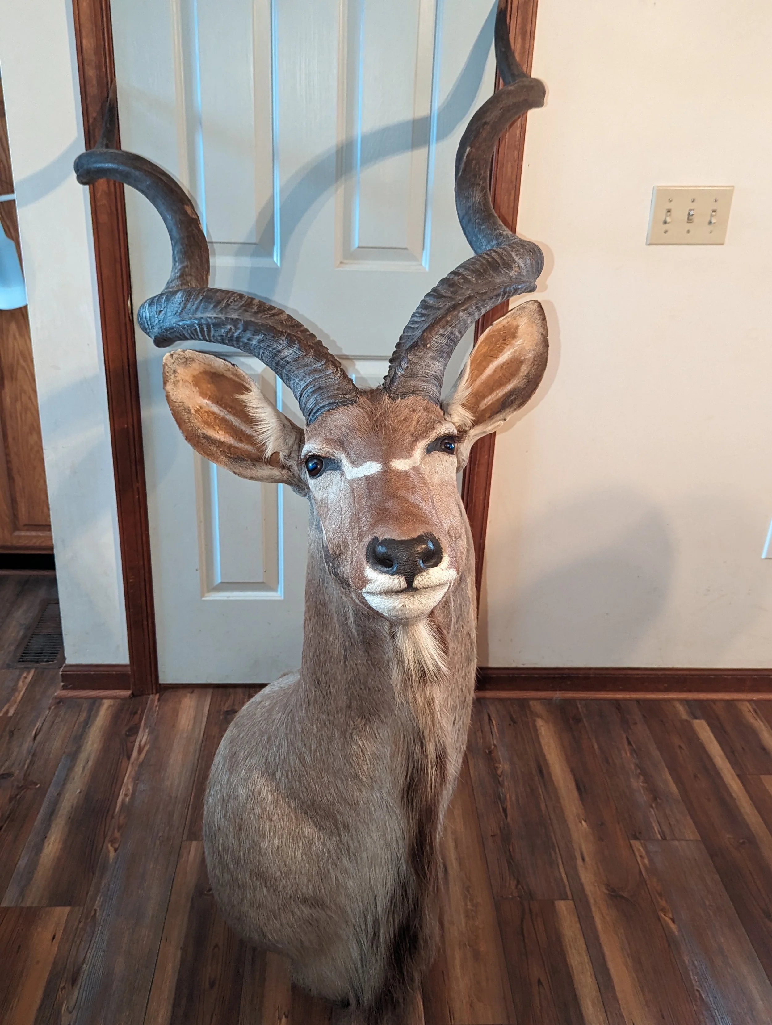 Impressive 55 inch Kudu Shoulder Mount