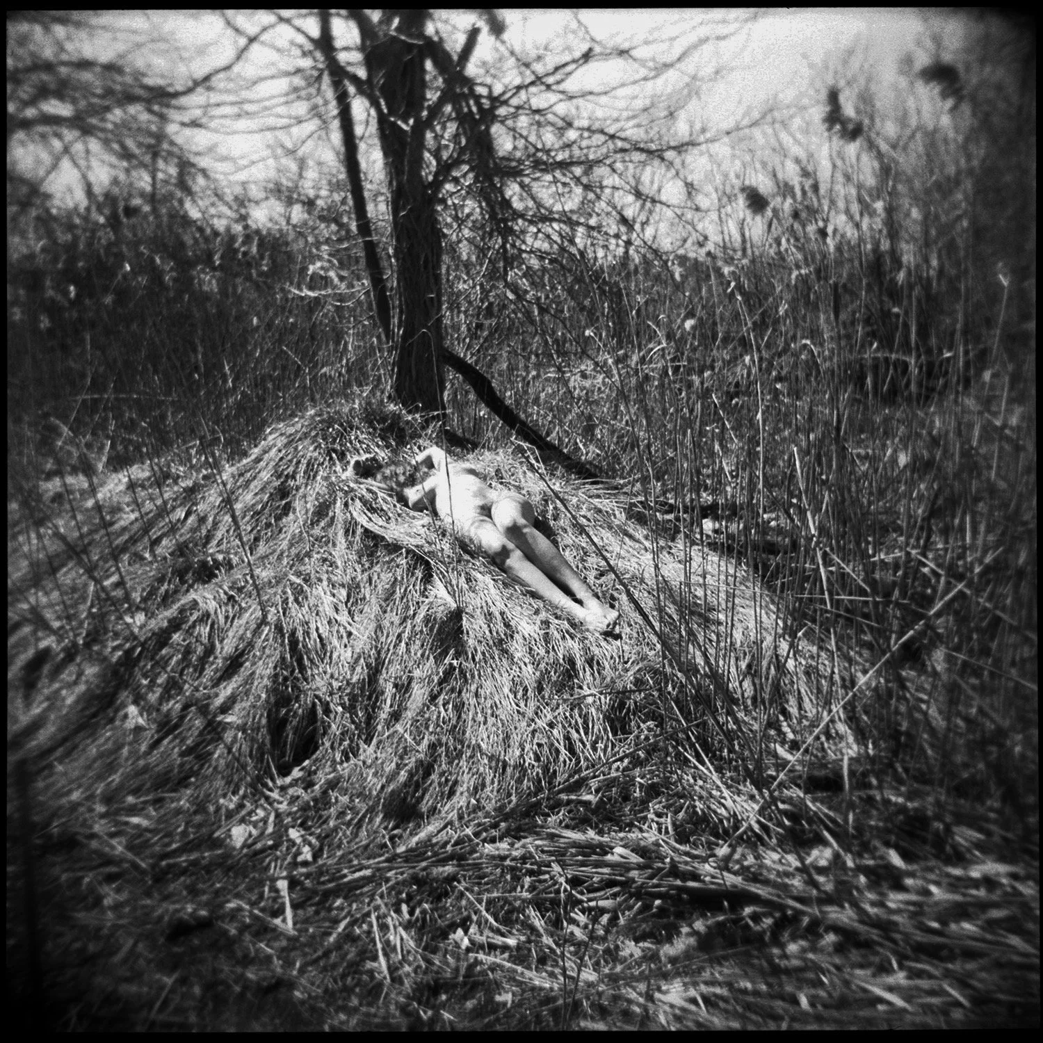 Sacrificial Lamb, Long Island NY, 2021.JPEG