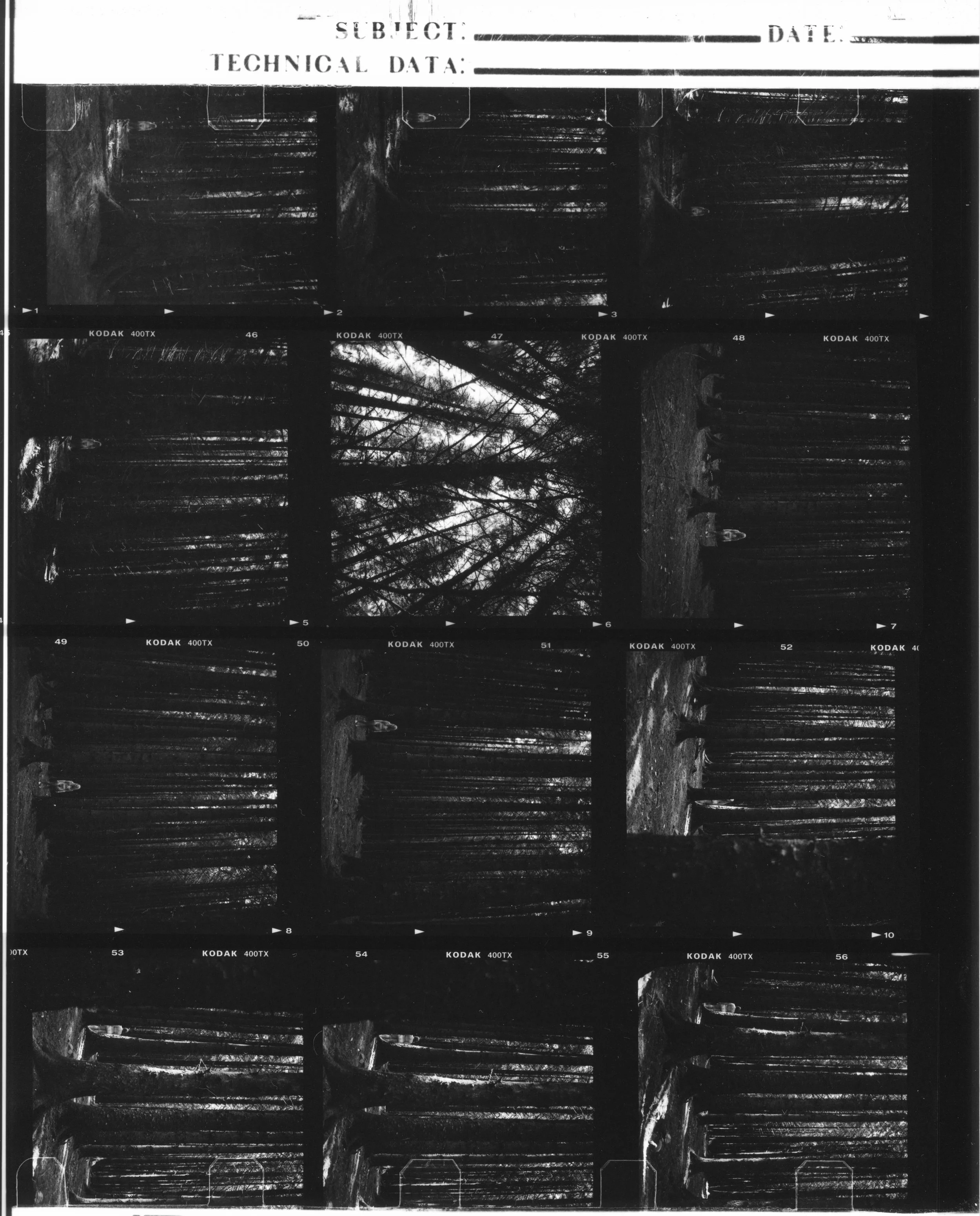 forest-rows of trees.jpg