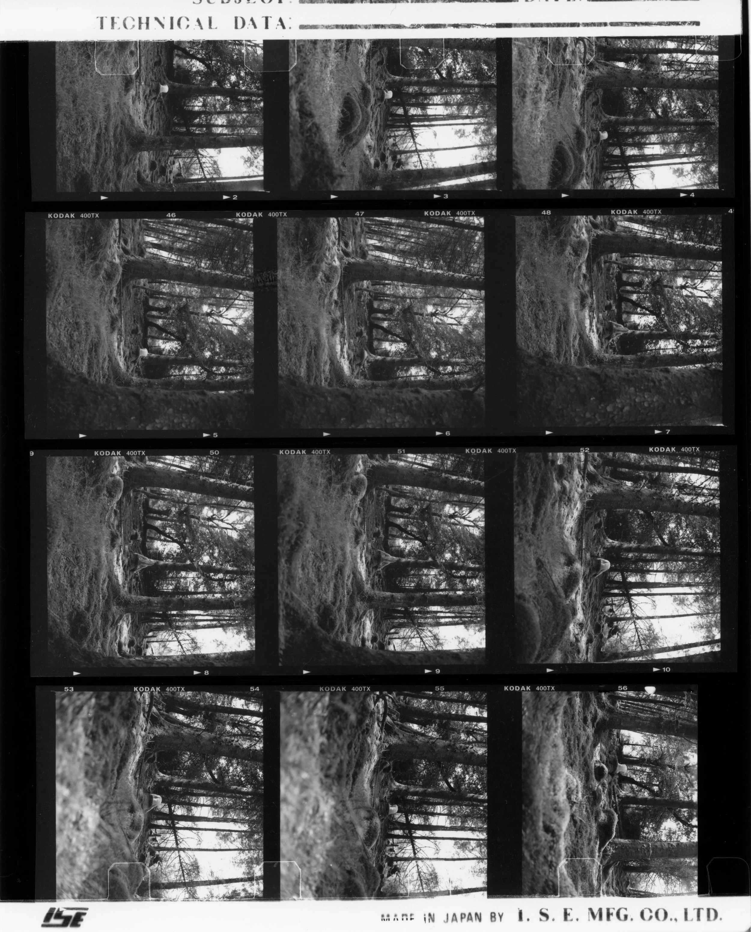 forest-on the hill-after the rain.jpg