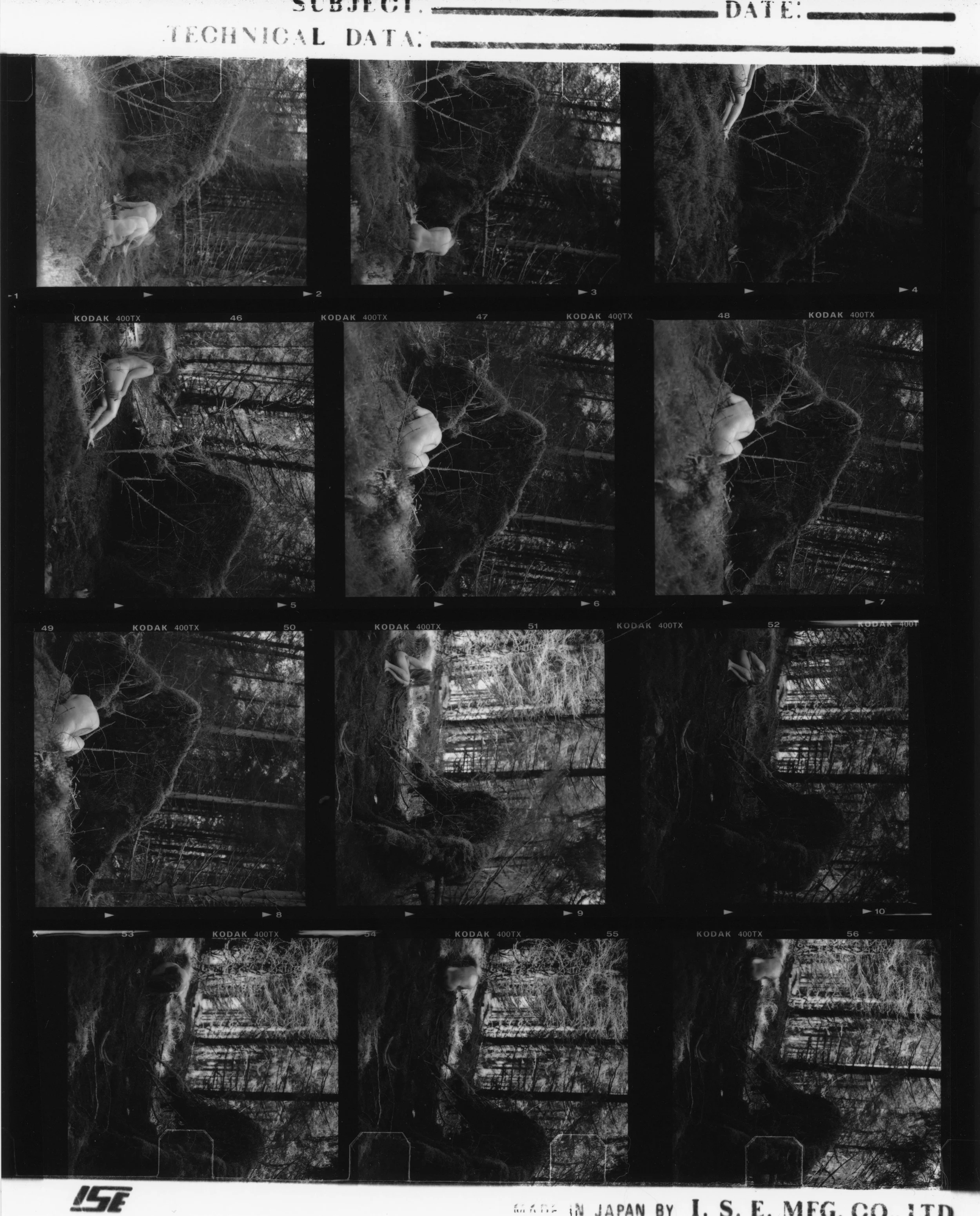 forest-fallen tree-before the rain.jpg