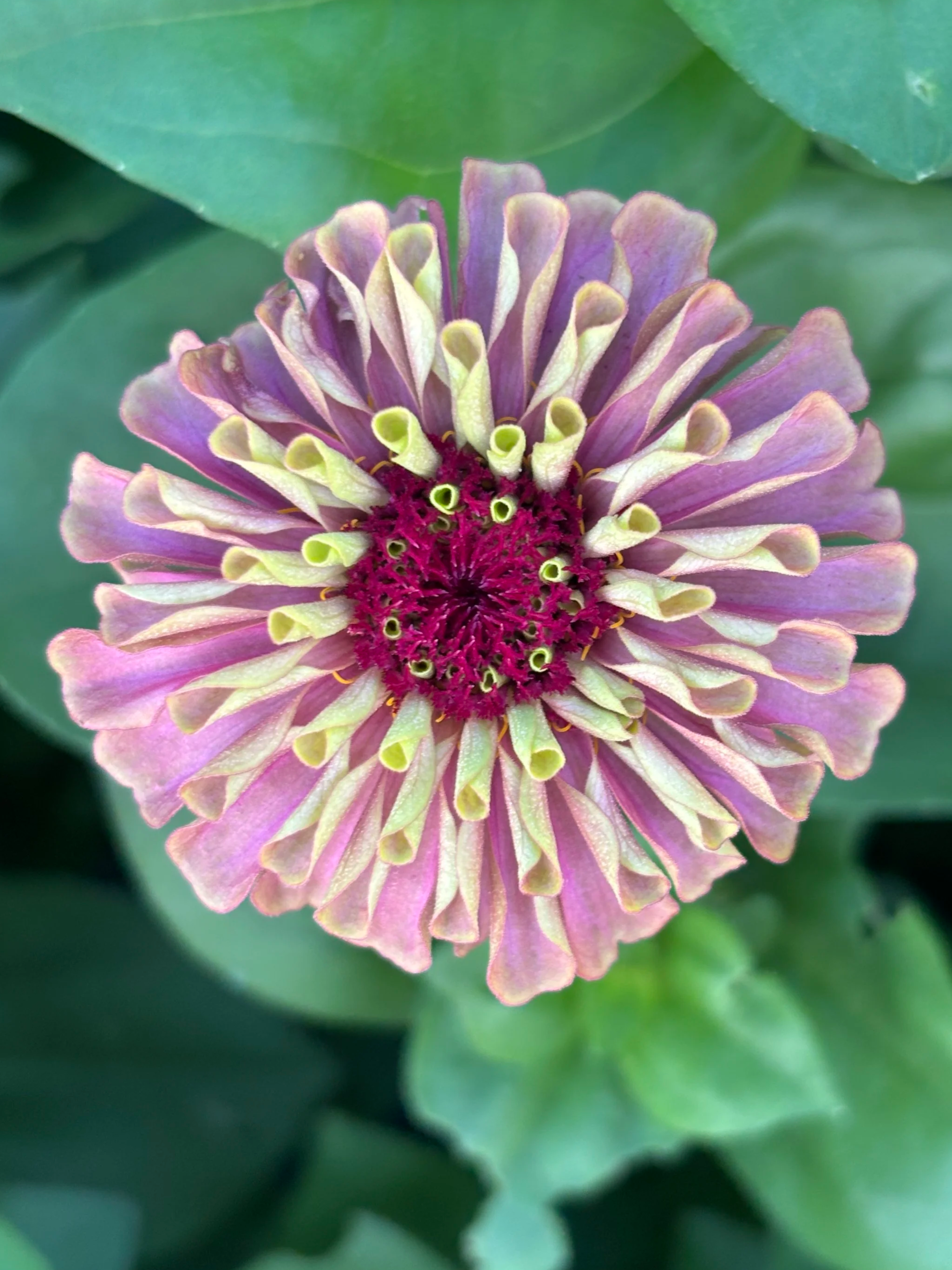 Bloom Bunches  - Zinnia