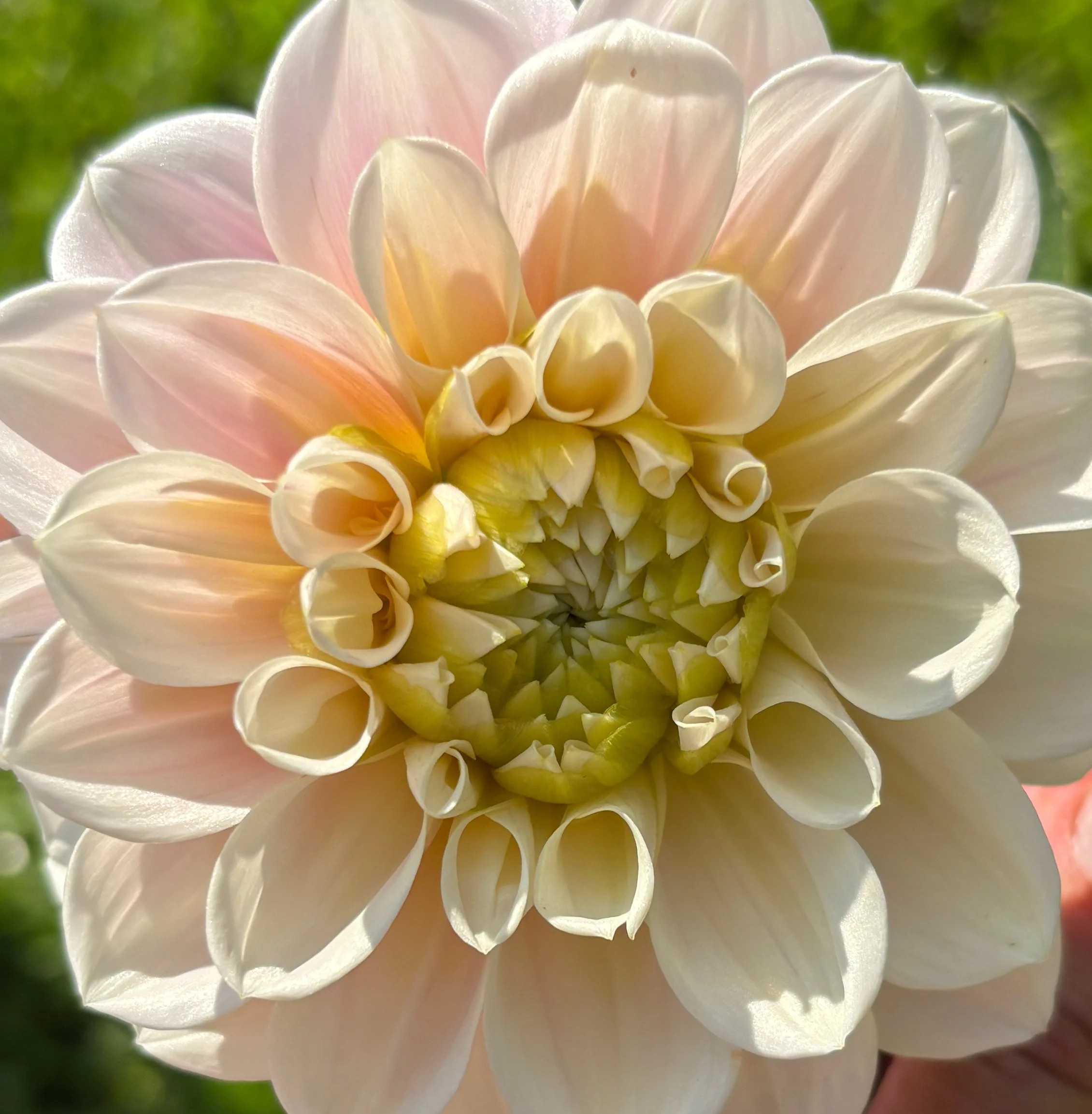 Bloom Bunches - Dahlia