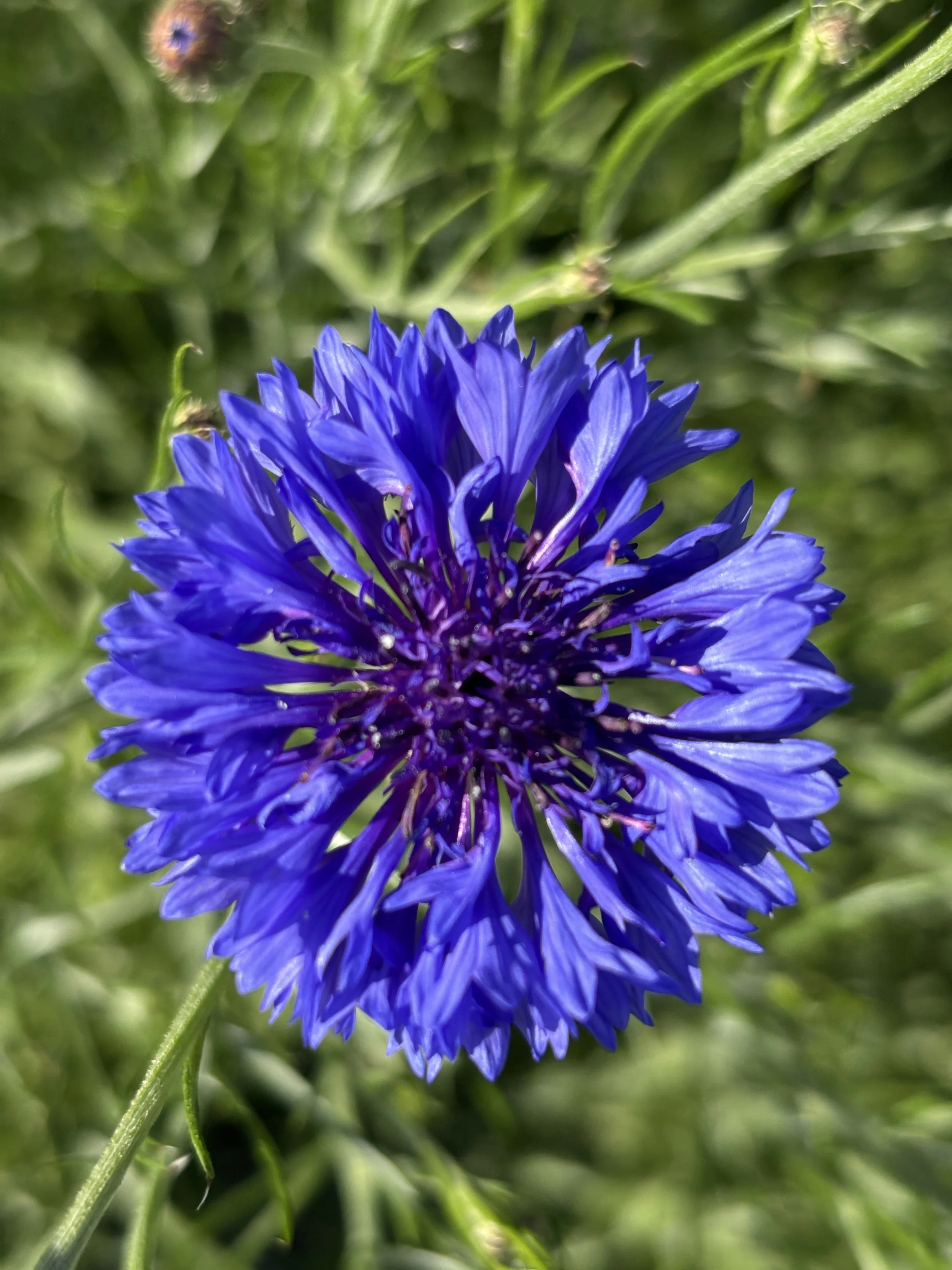 Bloom Bunches  - Bachelor Button