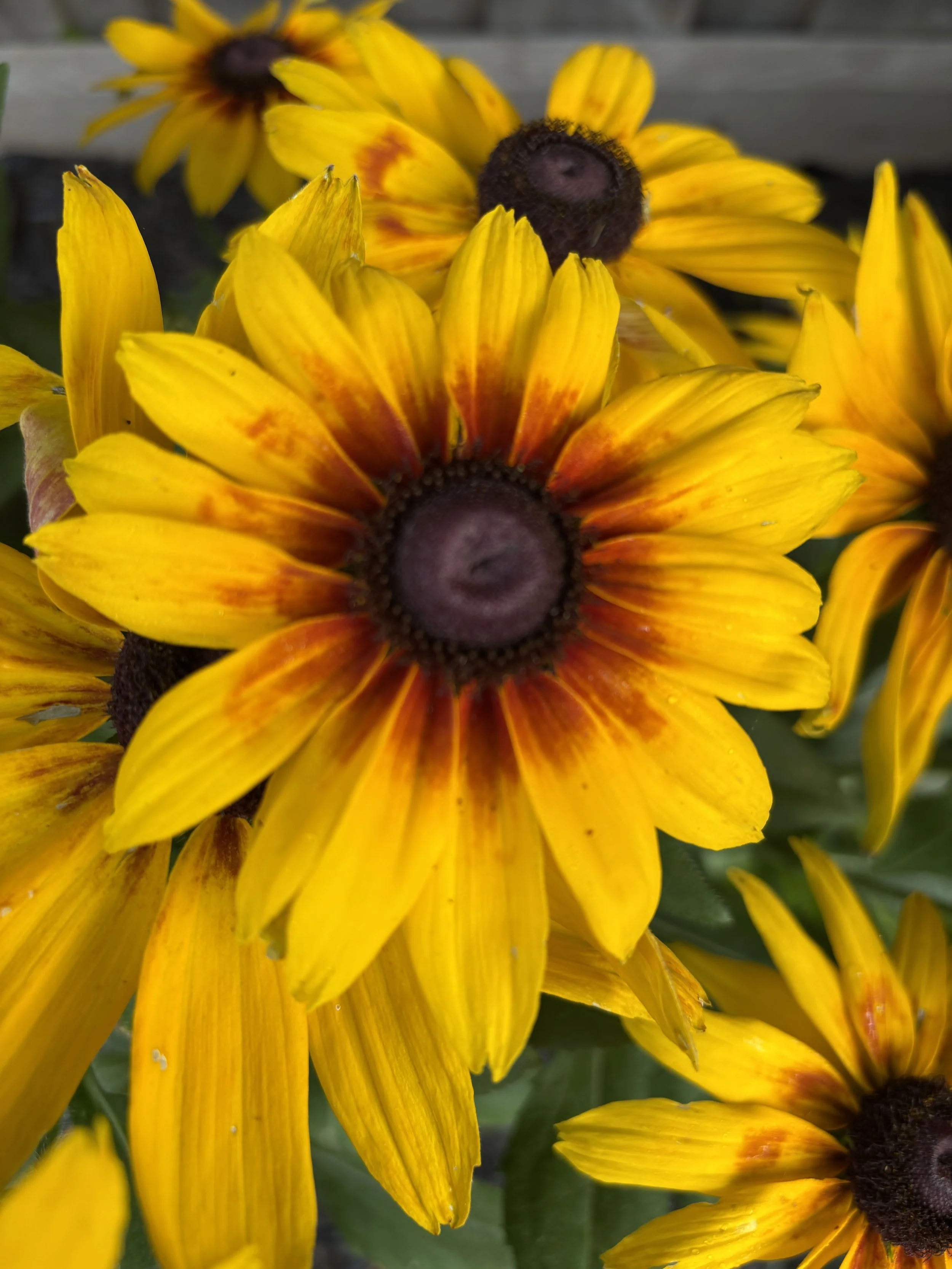 Rudbeckia.JPG