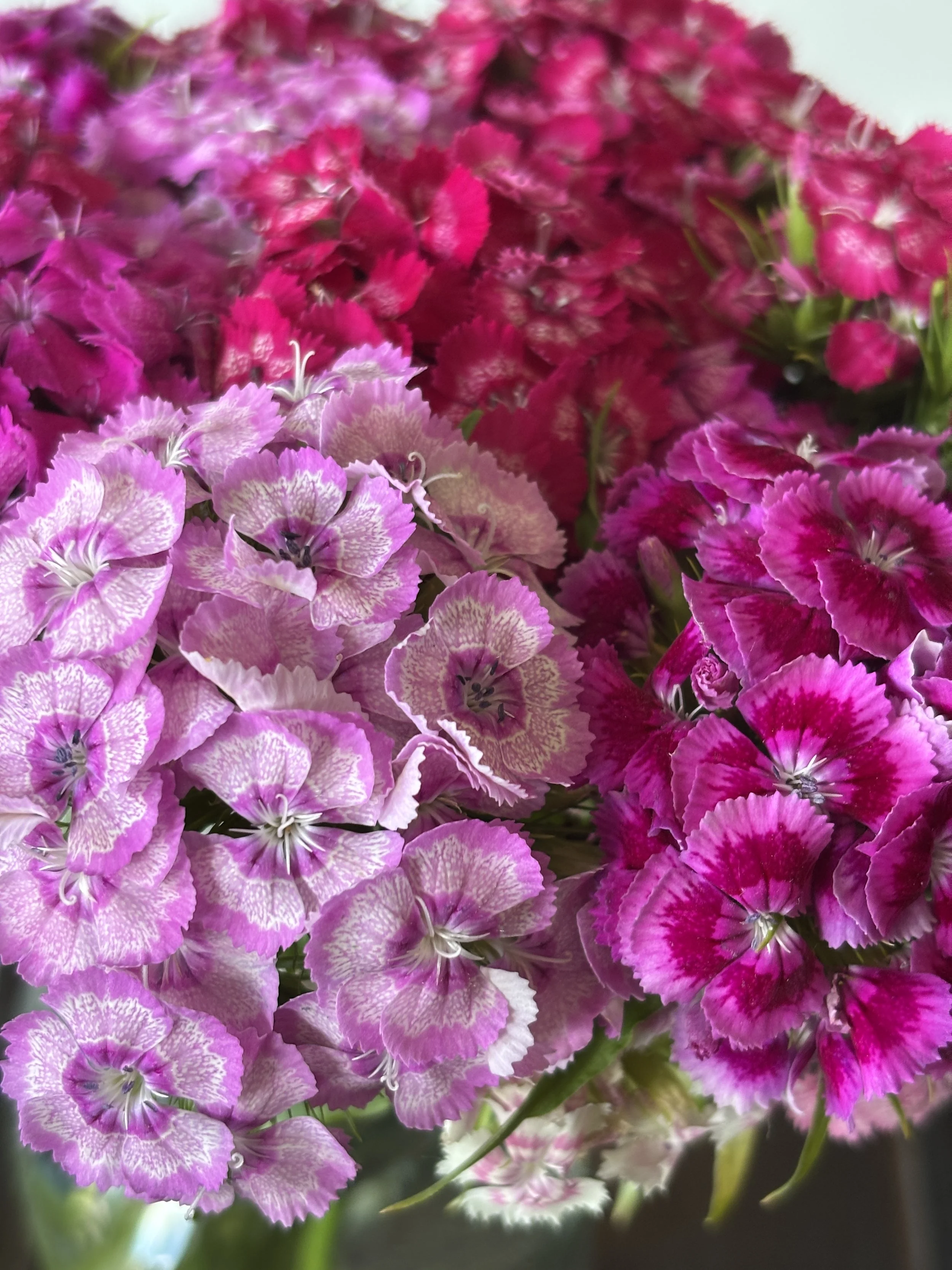 Bloom Bunches - Dianthus (Sweet William)
