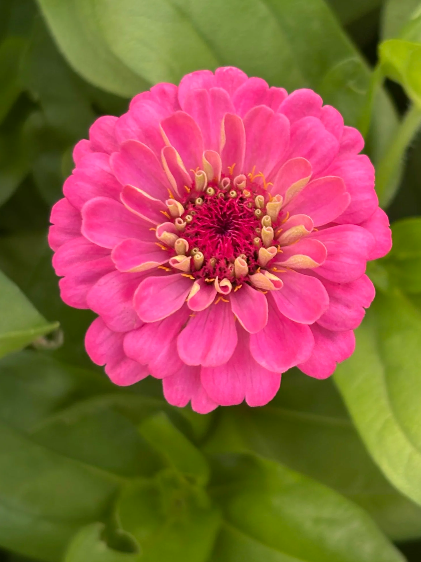 IMG_3593+%282%29.png