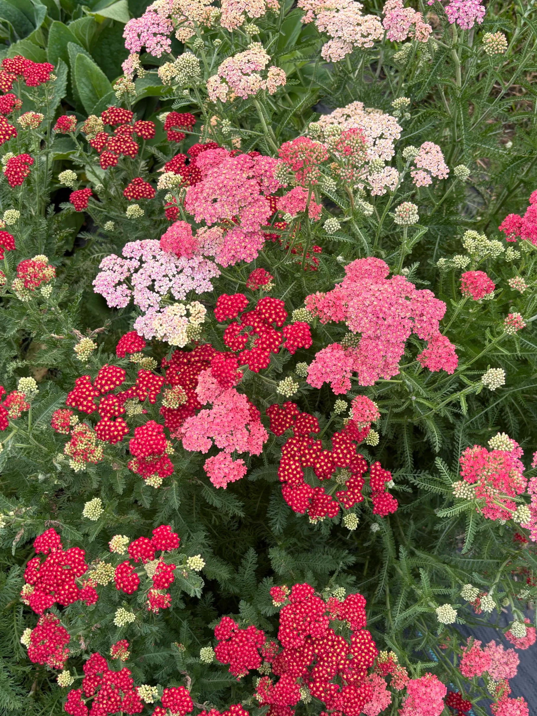 IMG_3680.png