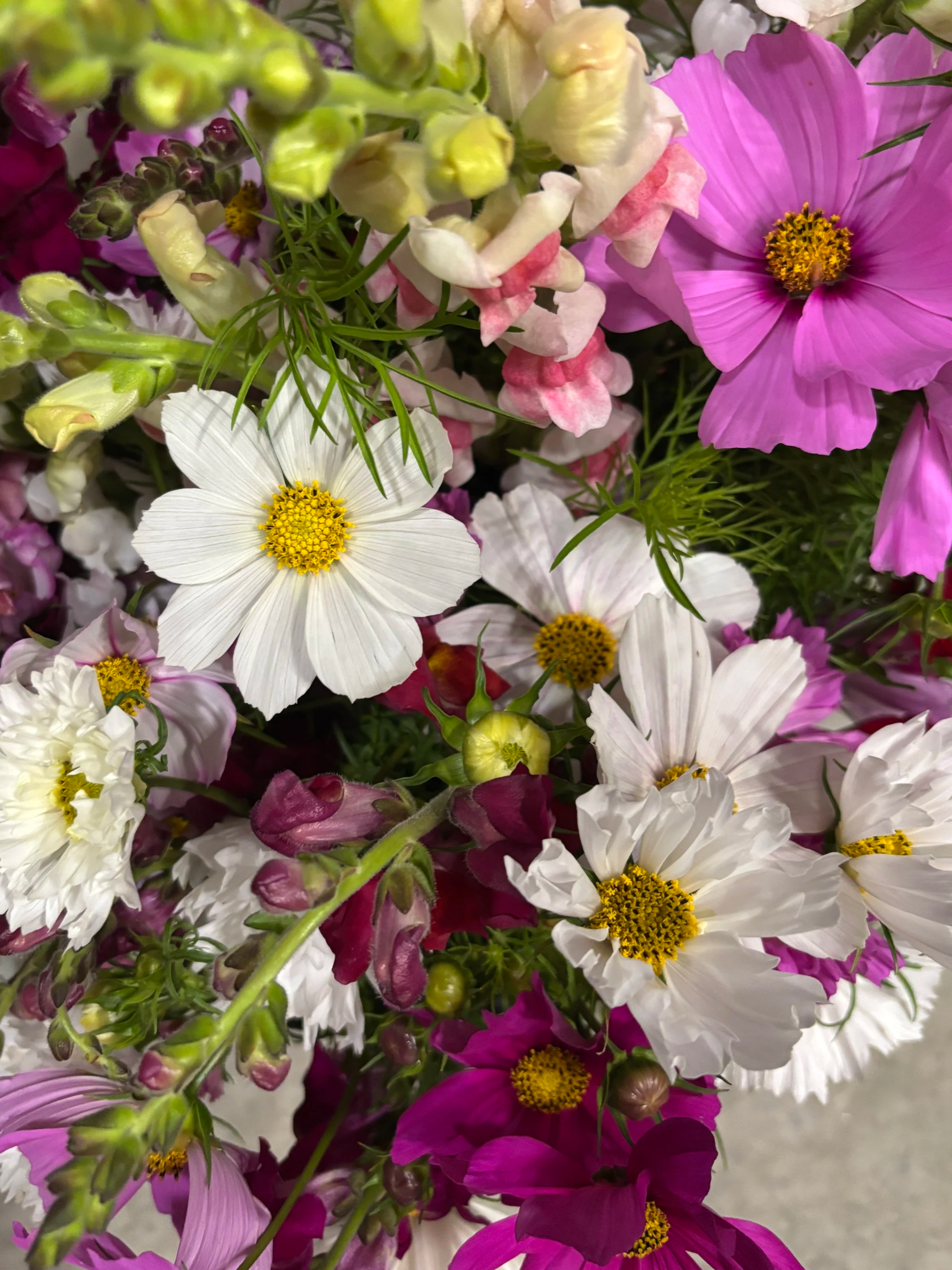 Bloom Bunches - Cosmos