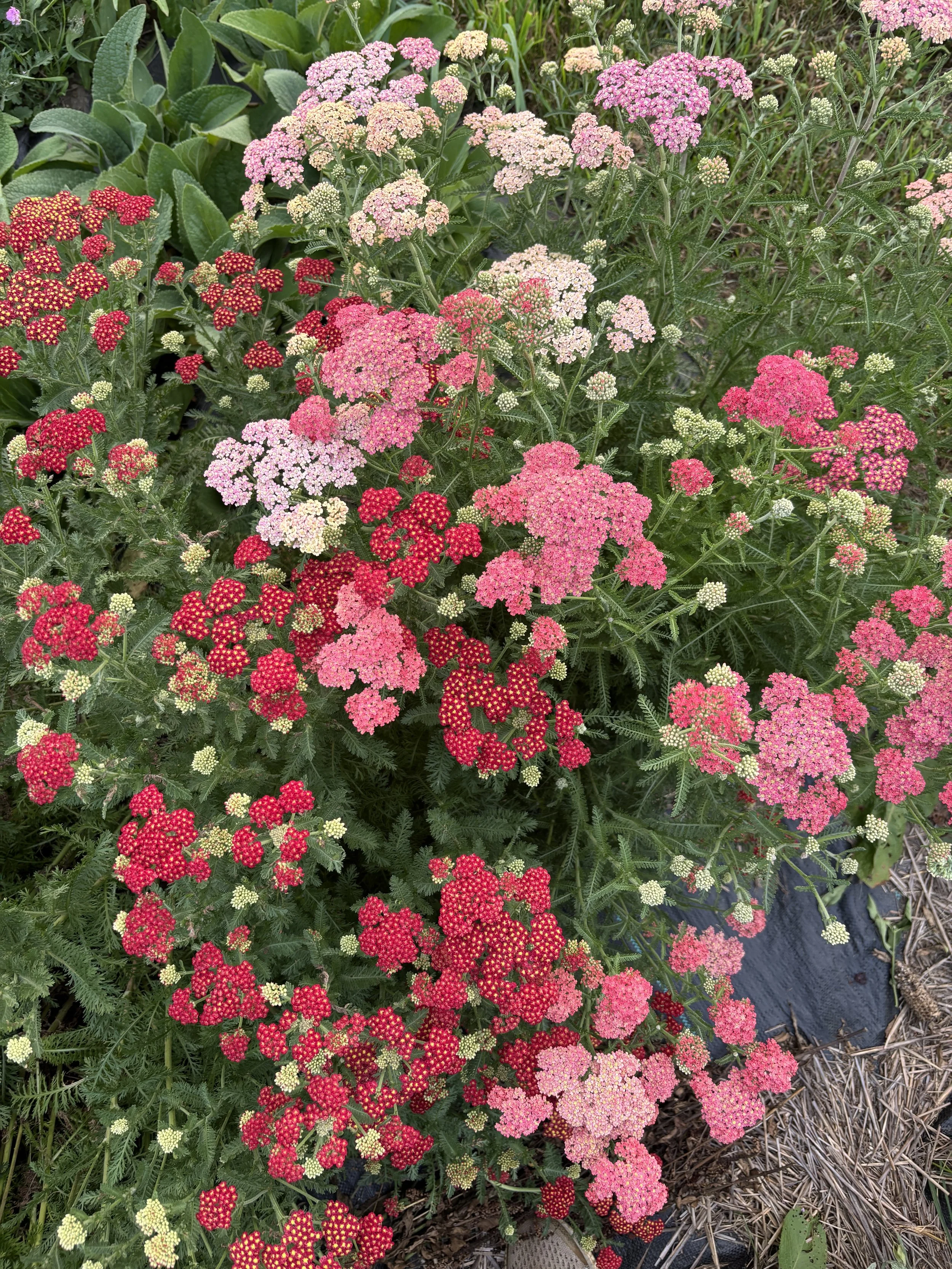 Bloom Bunches  - Yarrow