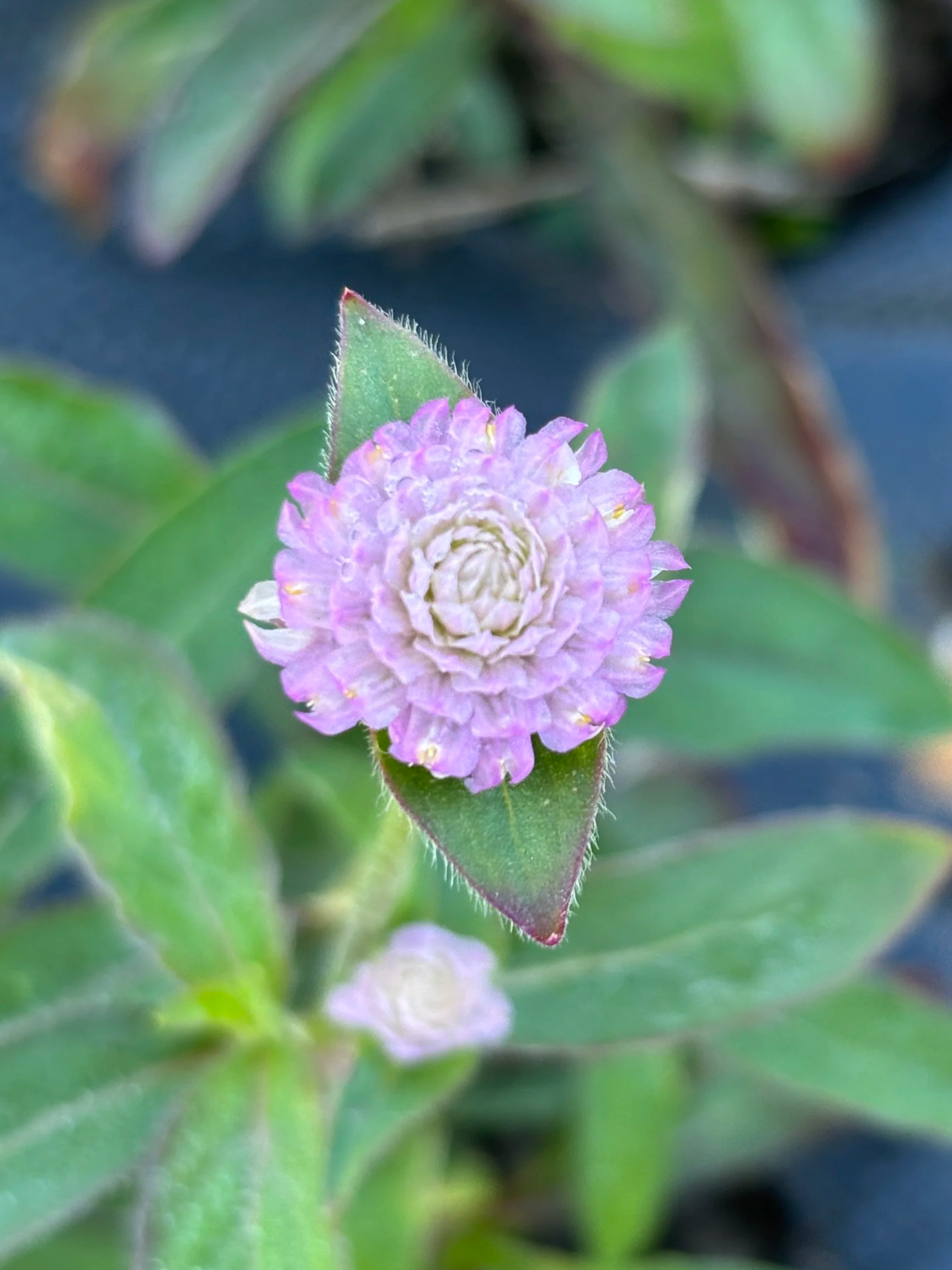 Bloom Bunches  - Gomphrena
