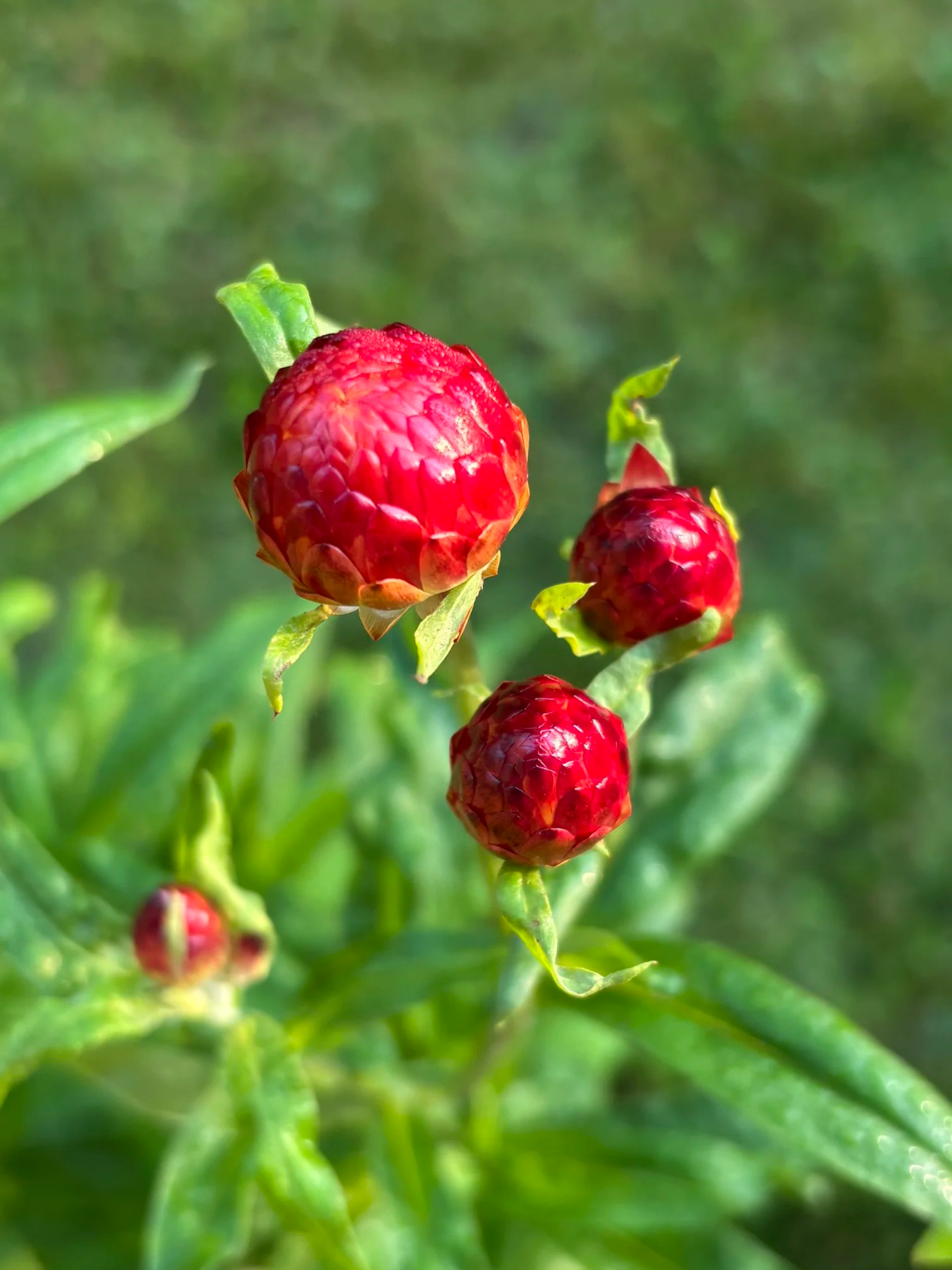 Strawflower.png
