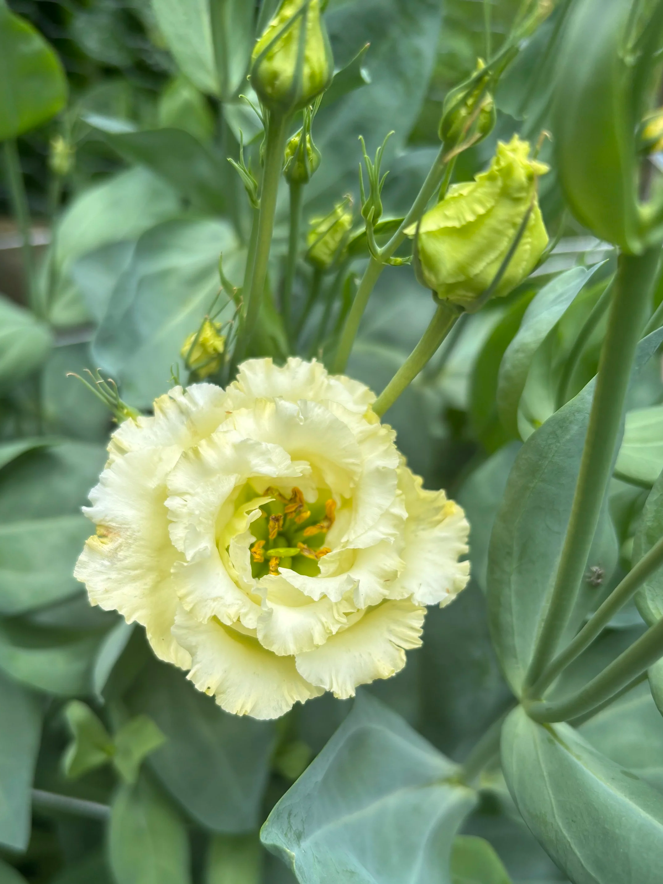 Bloom Bunches - Lisianthus