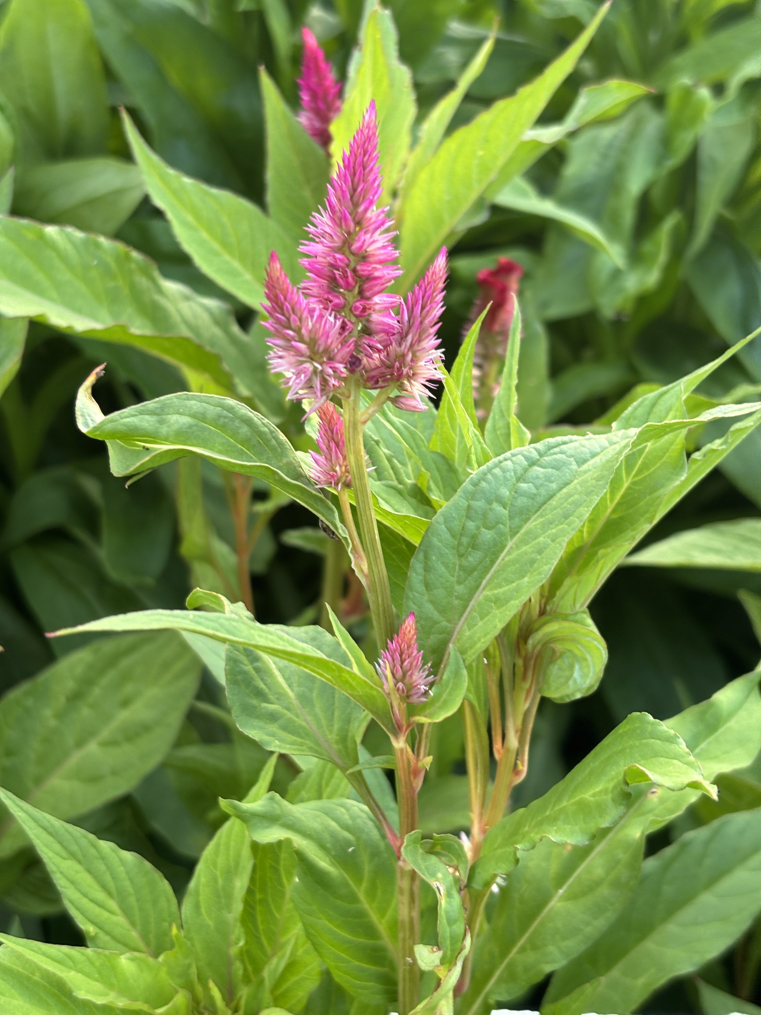 Bloom Bunches - Celosia