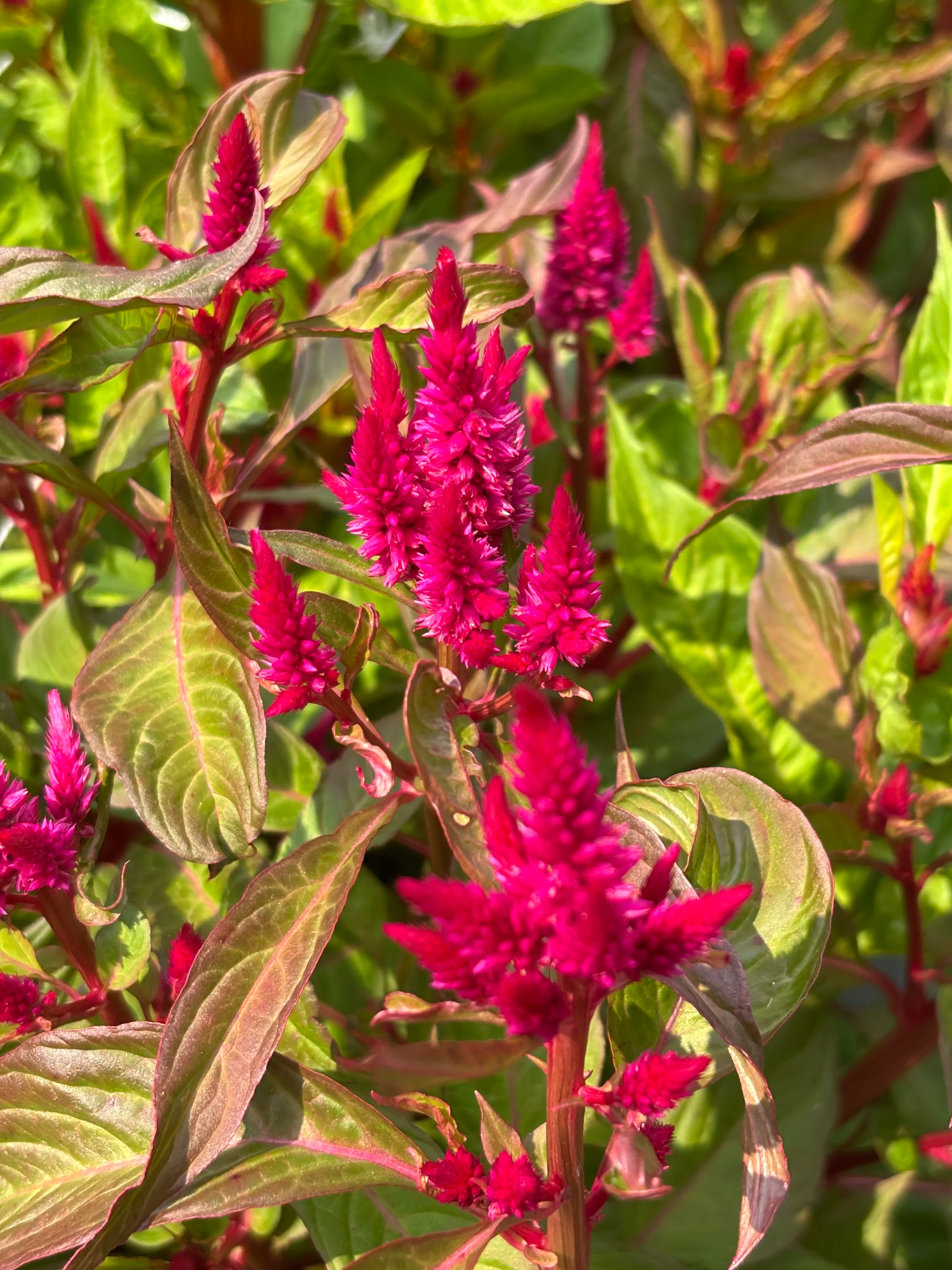 Close-up of pink, spiky, elongated flower spikes and green leaves with pinkish veins.