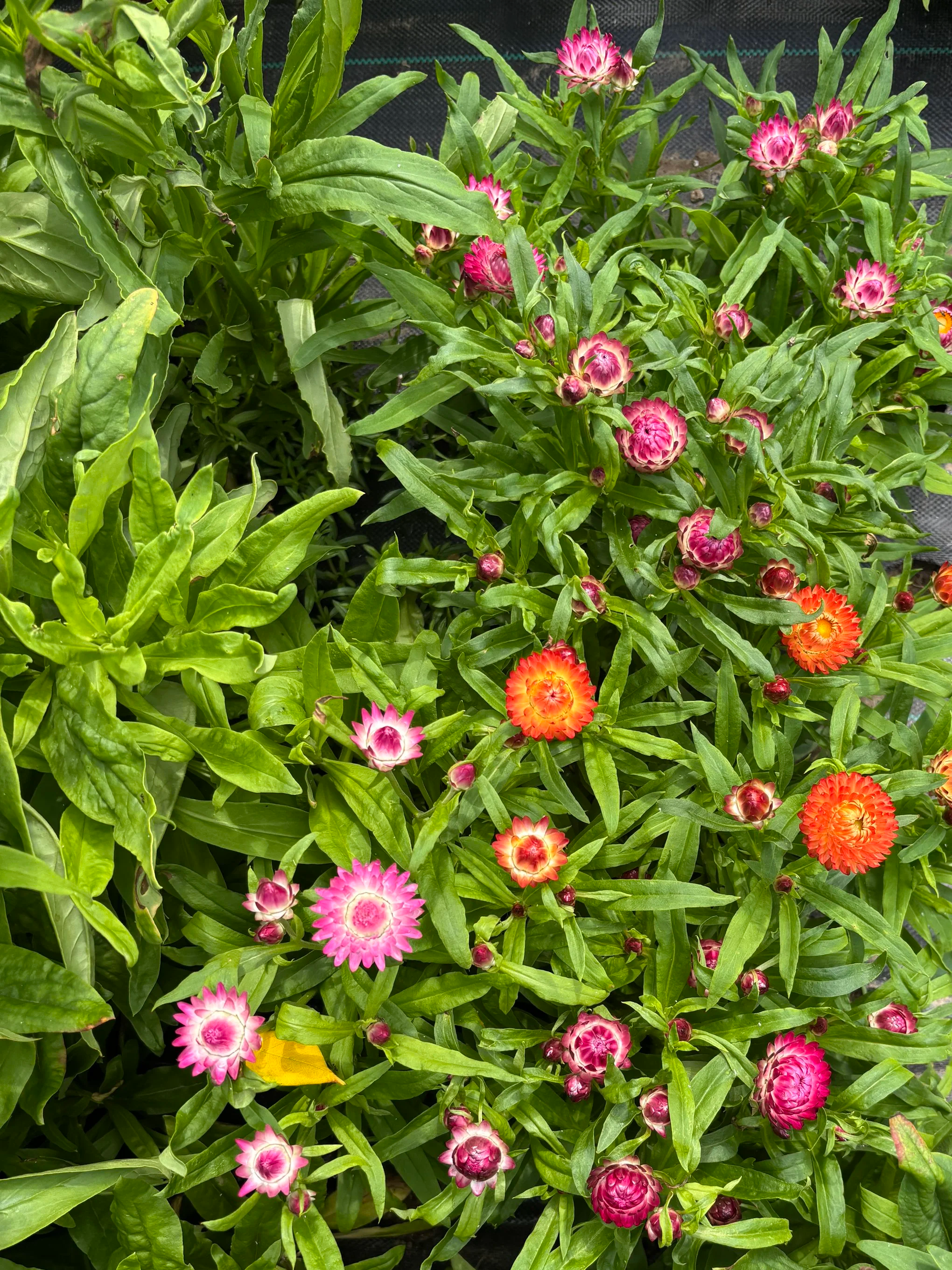 Bloom Bunches  - Strawflower