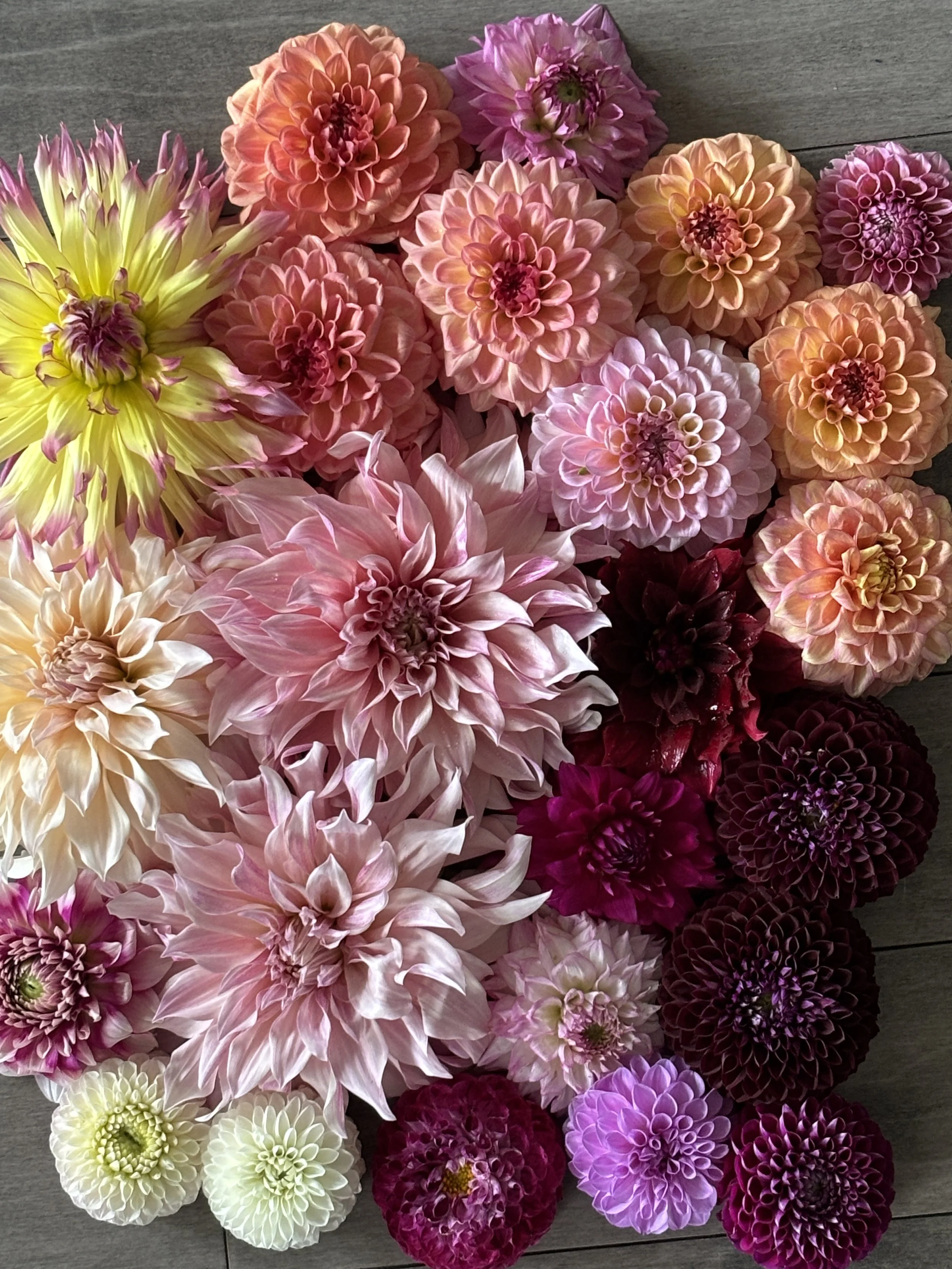 A colorful arrangement of various dahlias.