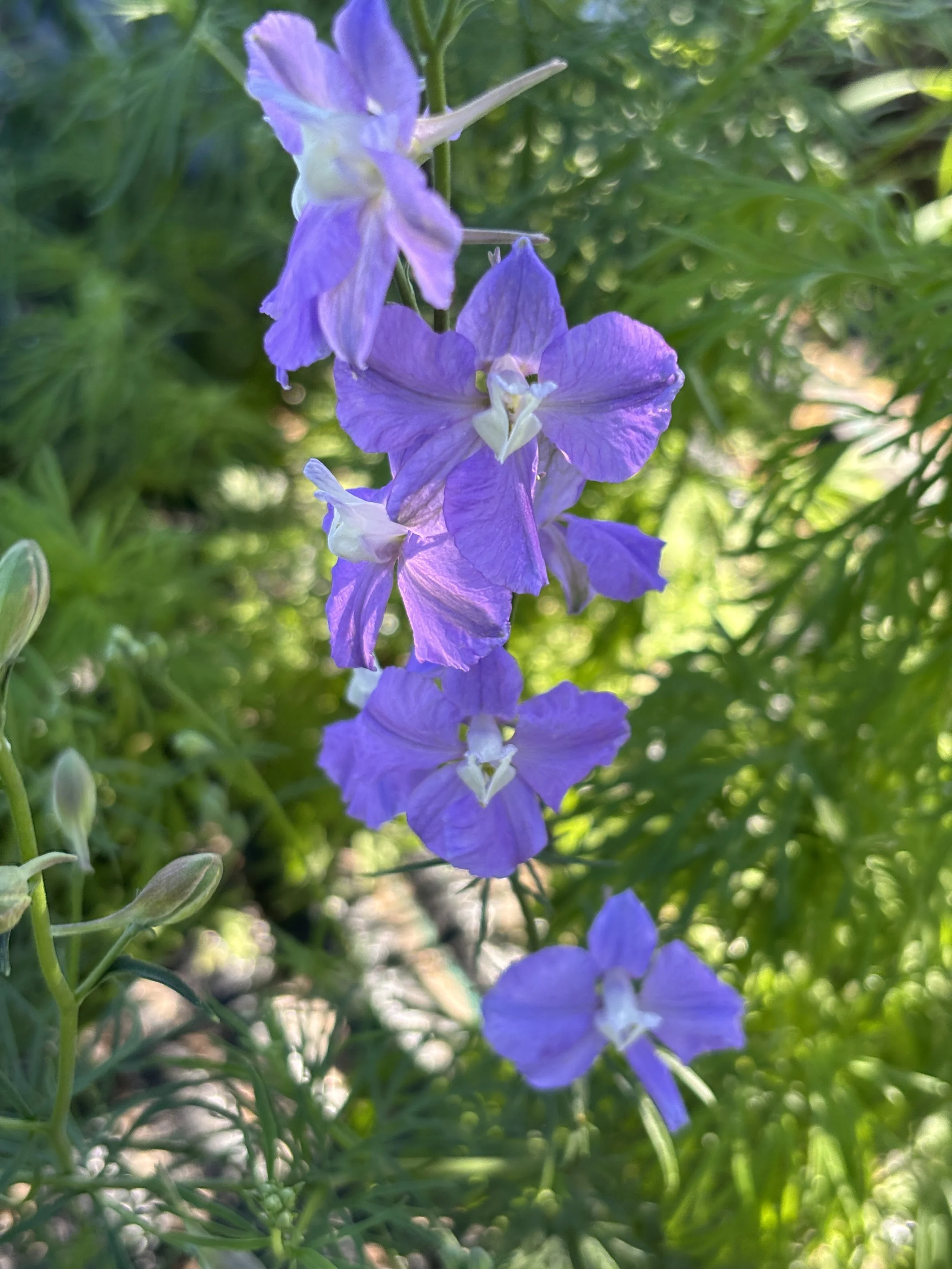 Bloom Bunches  - Larkspur