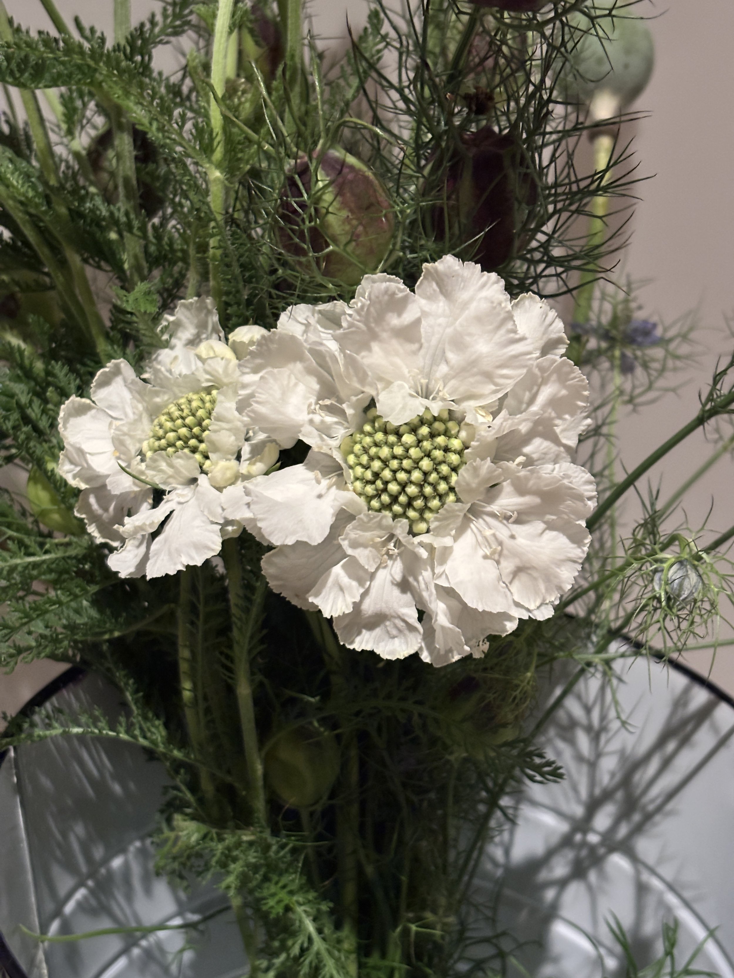 Bloom Bunches  - Scabiosa