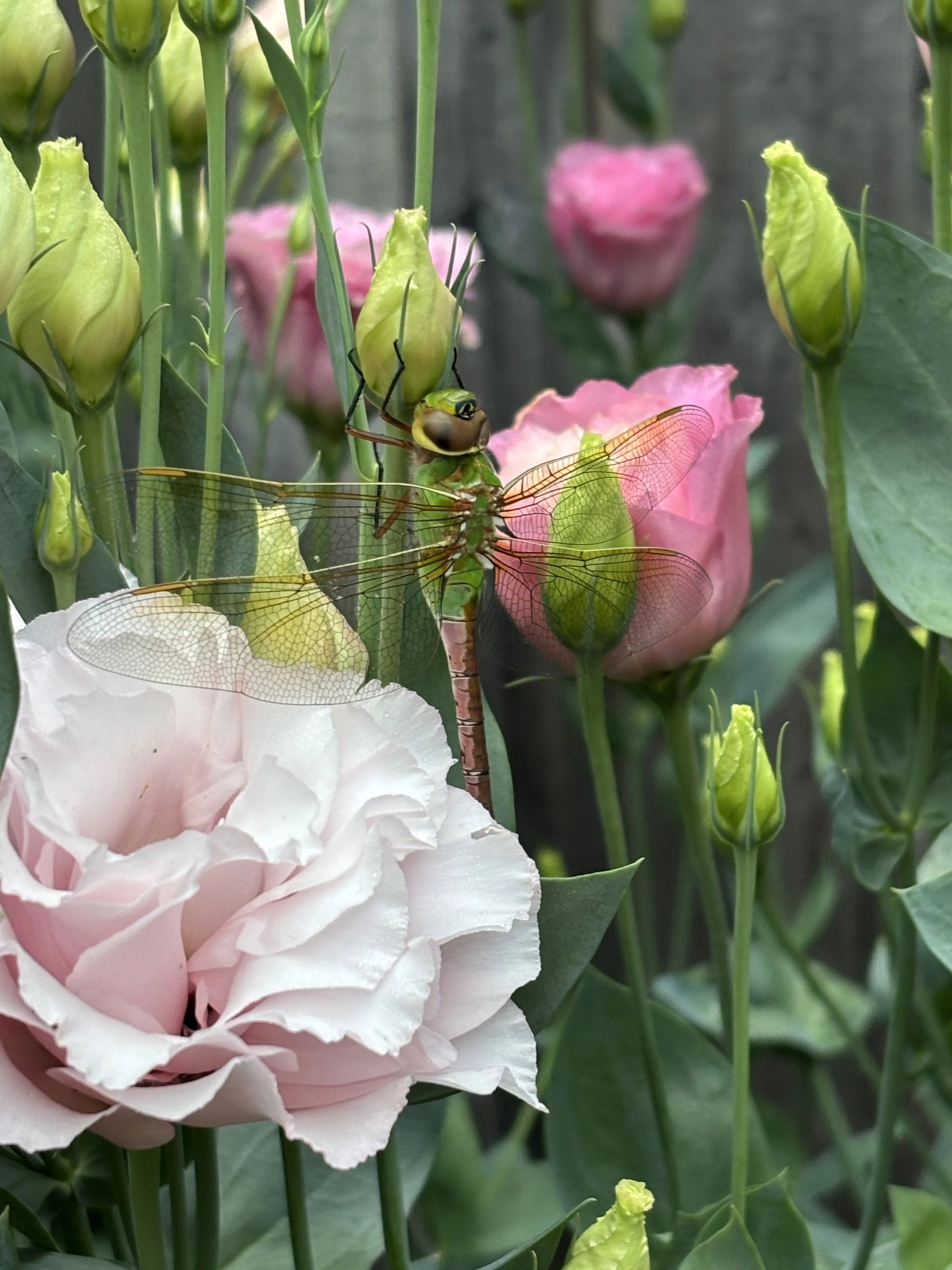 Close-up of pink and cream-colored flowers with a dragonfly perched on a green flower bud among green stems and leaves.