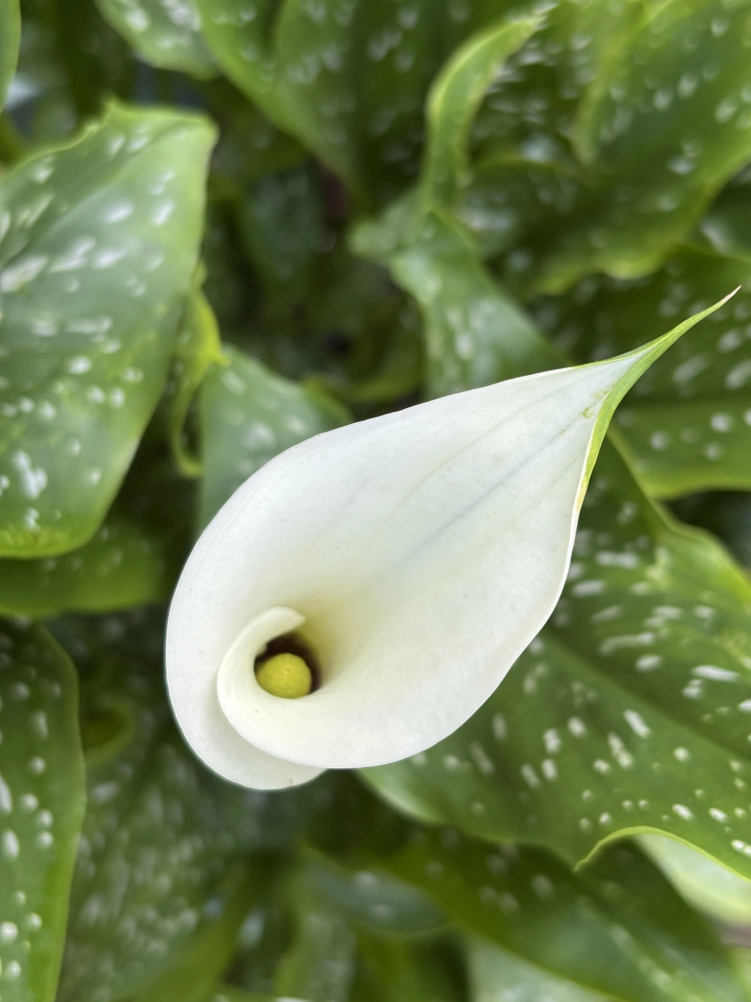 Bloom Bunches - Calla Lily