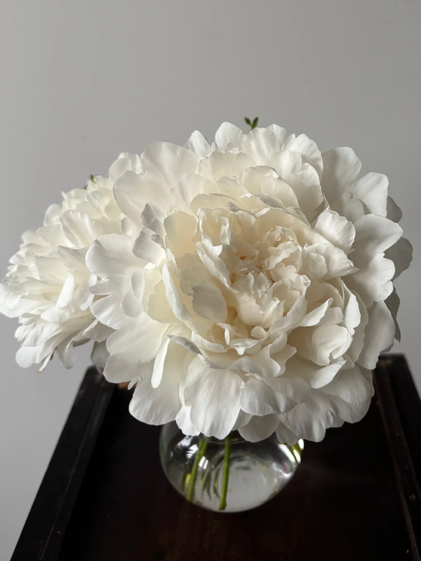 IMG_3242.png