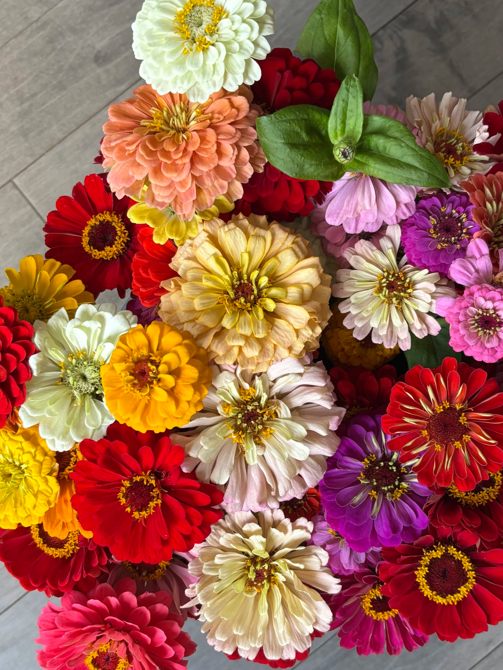 A colorful assortment of various zinnia flowers in shades of red, pink, orange, yellow, white, purple, and cream.