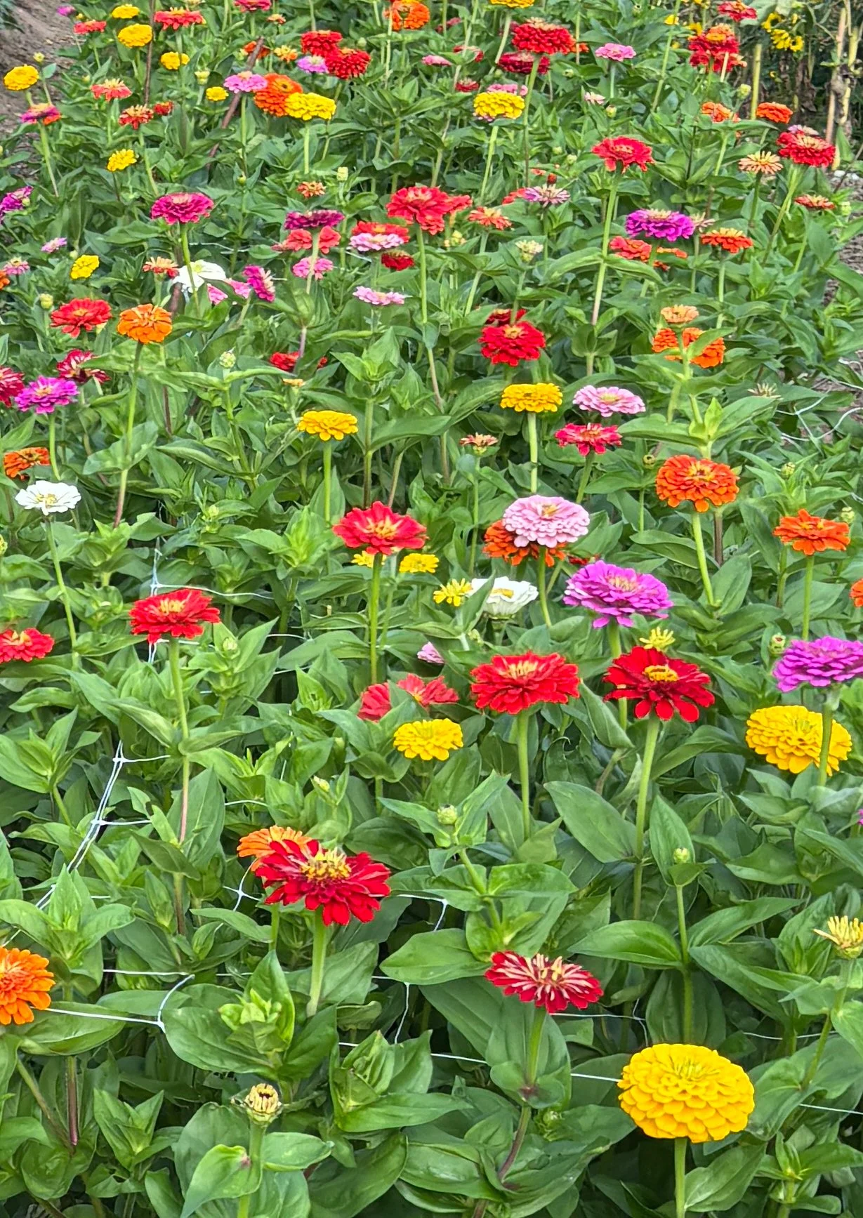 DIY Bloom Bucket - Seasonal Grower's Choice