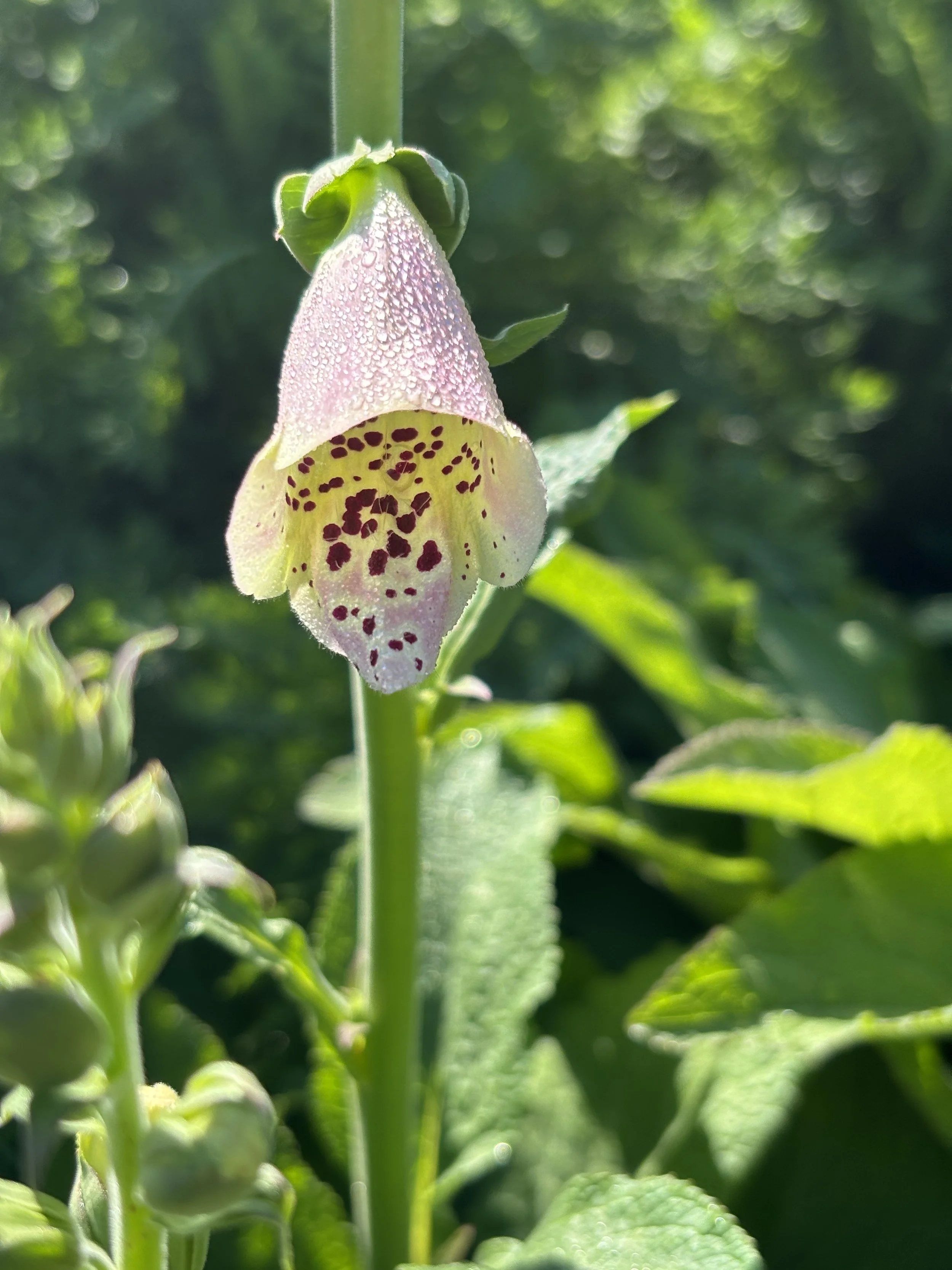 Bloom Bunches  - Foxglove