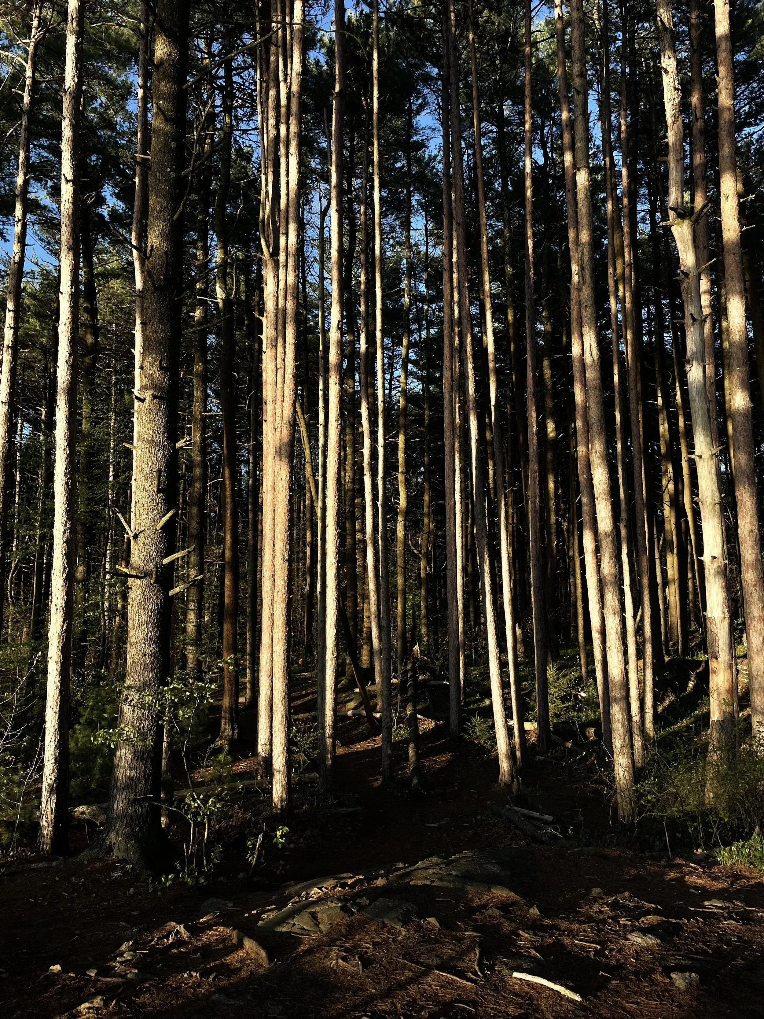 Tall, slender trees in a dense forest with a dirt path running through it, illuminated by sunlight with a clear blue sky overhead.