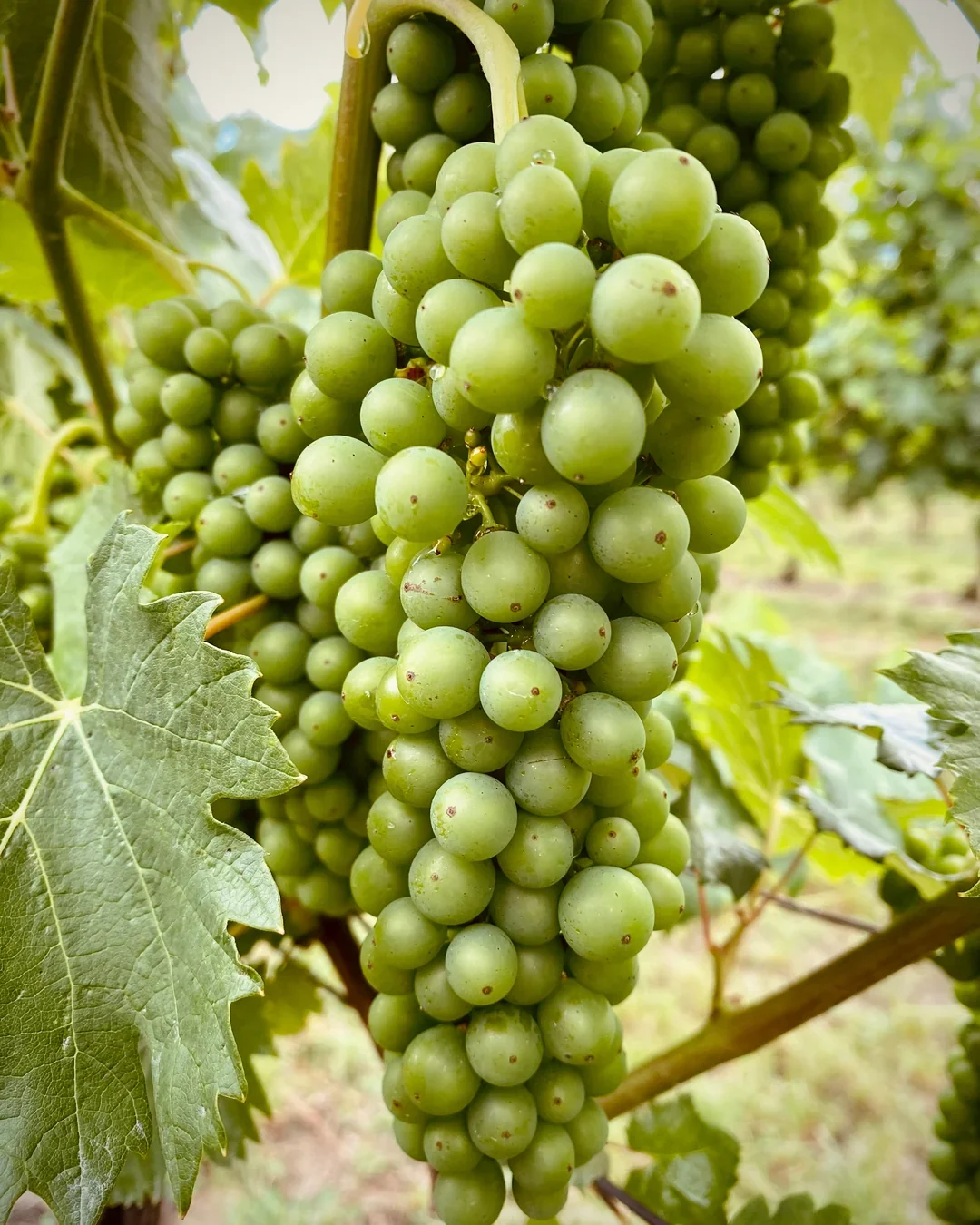 Close-up of a bunch of green grapes hanging from a vine on a vineyard.