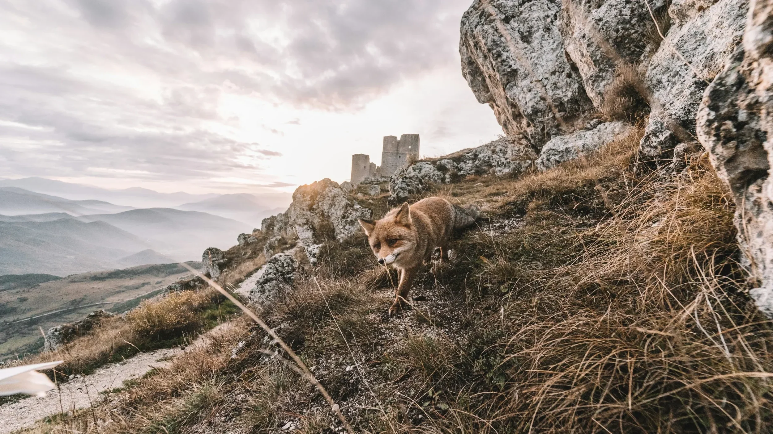 A fox walking on a rocky hillside with mountains and a castle in the background at sunset.