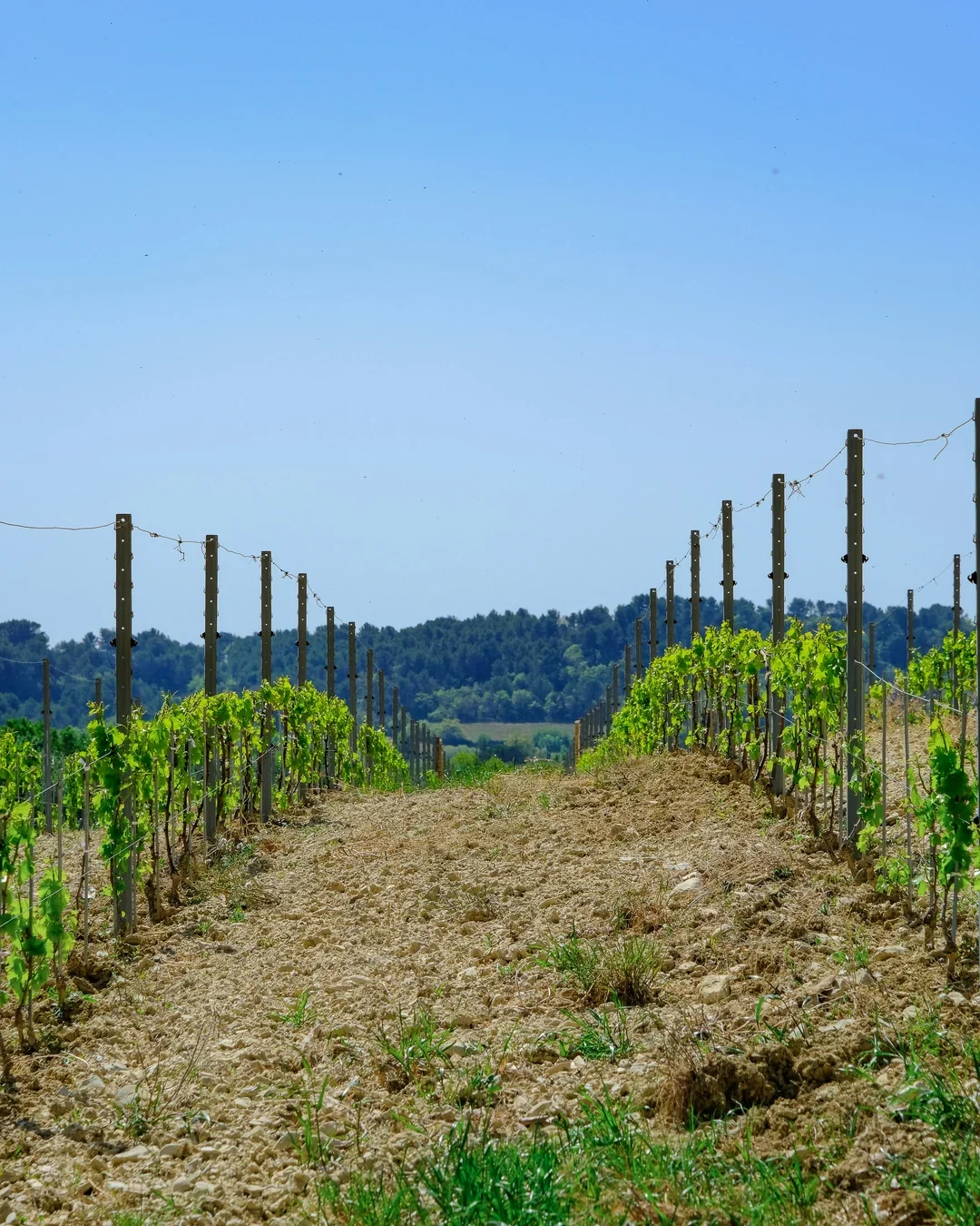 A vineyard with rows of grapevines supported by wooden posts and wires, on a sunny day with a clear blue sky and green hills in the distance.