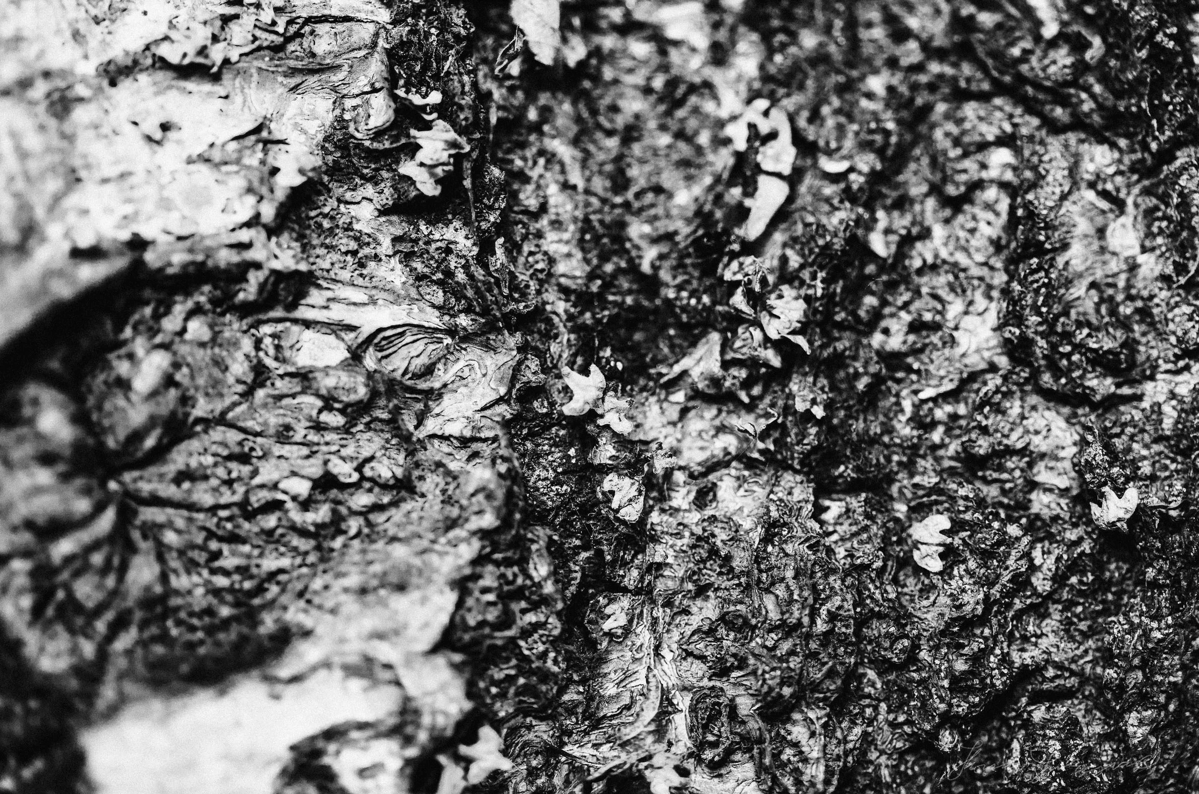 Close-up black and white photograph of tree bark showing rough, textured surface with various patterns and crevices.