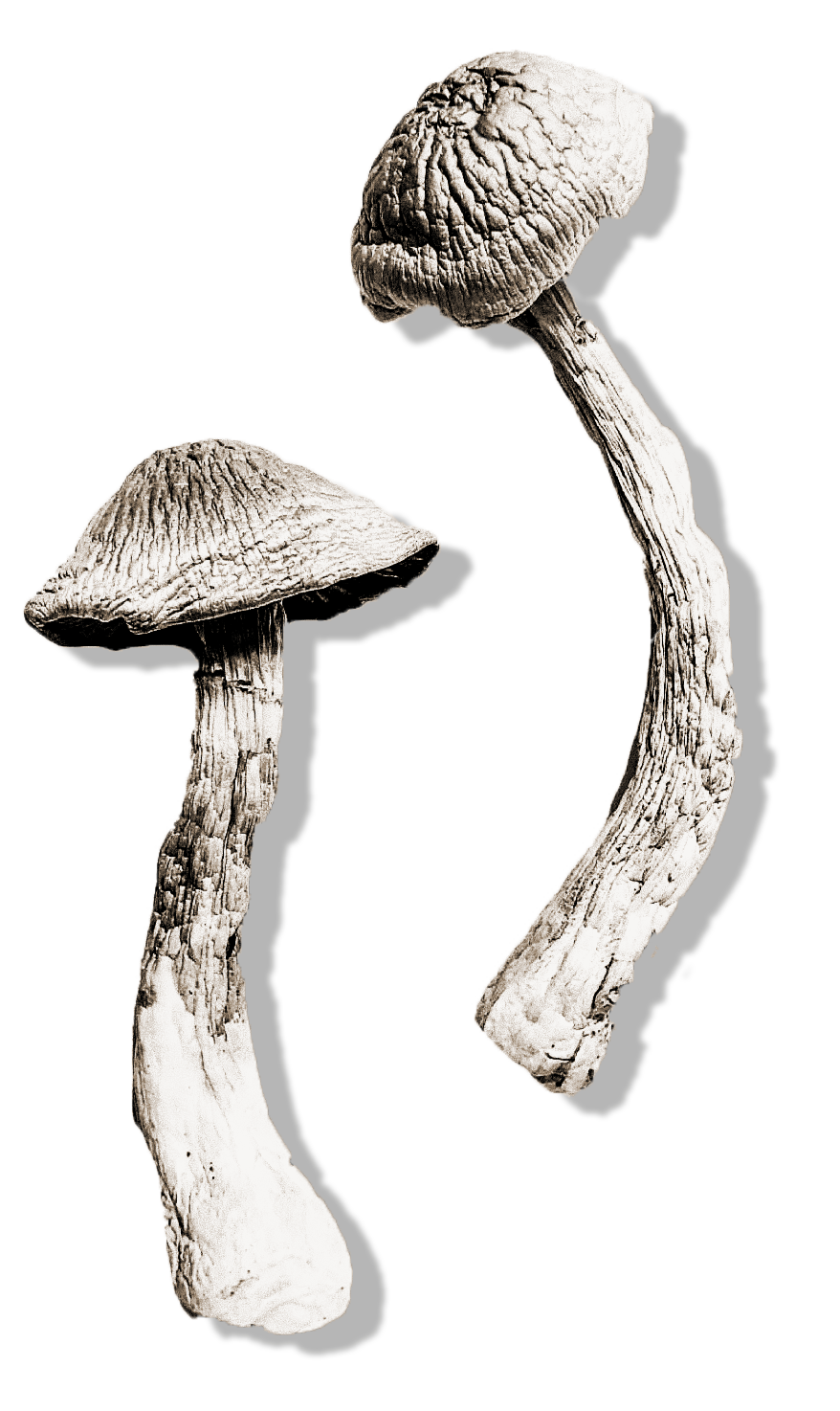 Two dried, wrinkled mushrooms withlong, curved stems and textured caps, isolated against a black background.